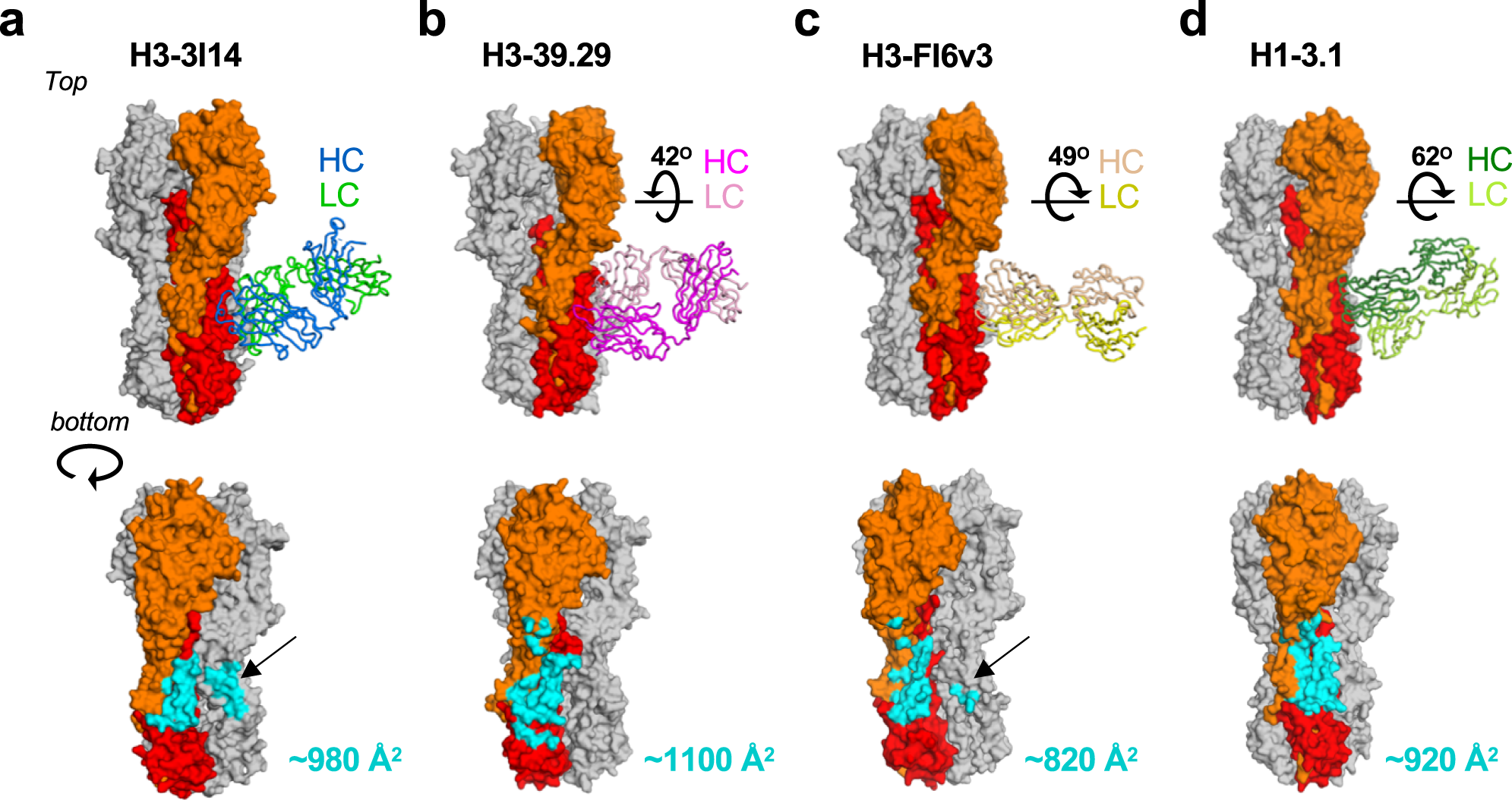Fig. 5: Angles of approach towards HA for VH3-30 BnAbs.