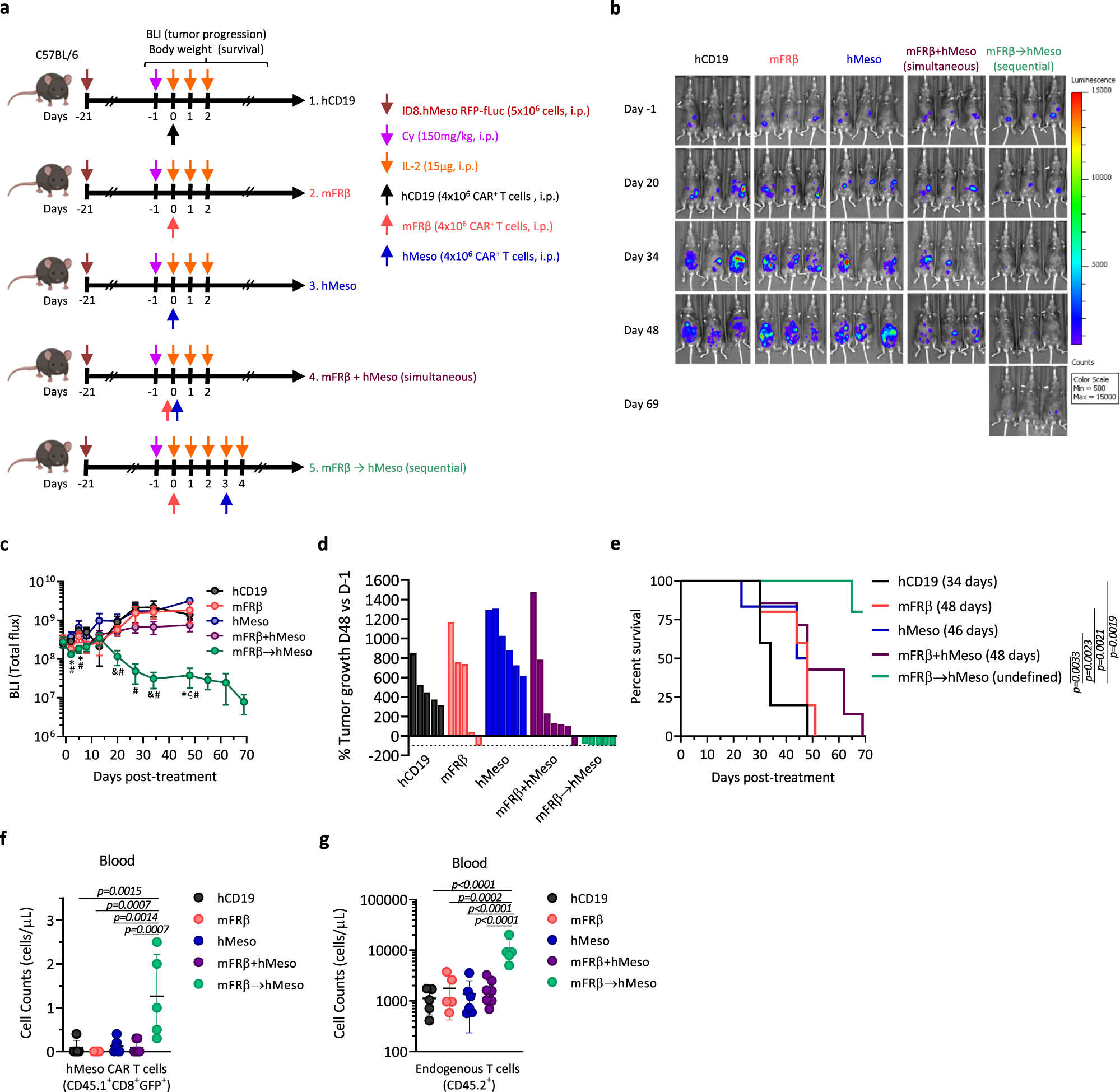 Fig. 6: Preconditioning the TME with anti-TAM CAR-T cells improves the efficacy of tumor-specific CAR-T cells.