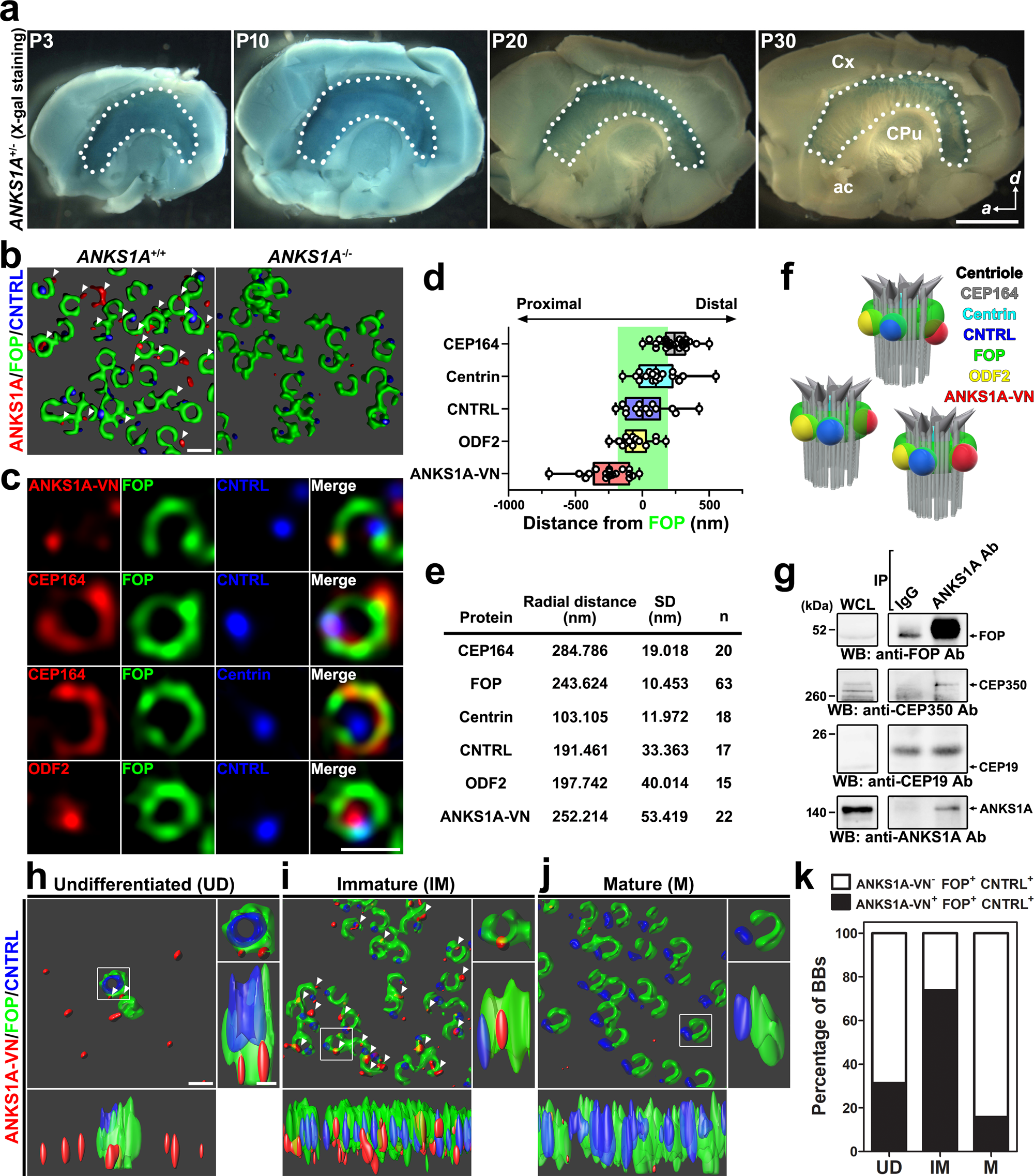 The molecular dynamics of subdistal in multi-ciliated cells | Nature Communications