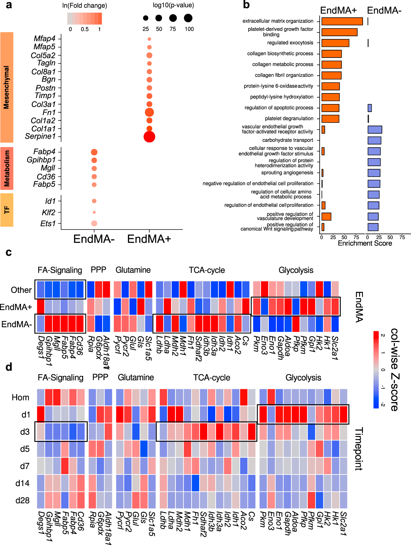 Fig. 3: Activated endothelial cells show distinct transcriptional phenotypes.