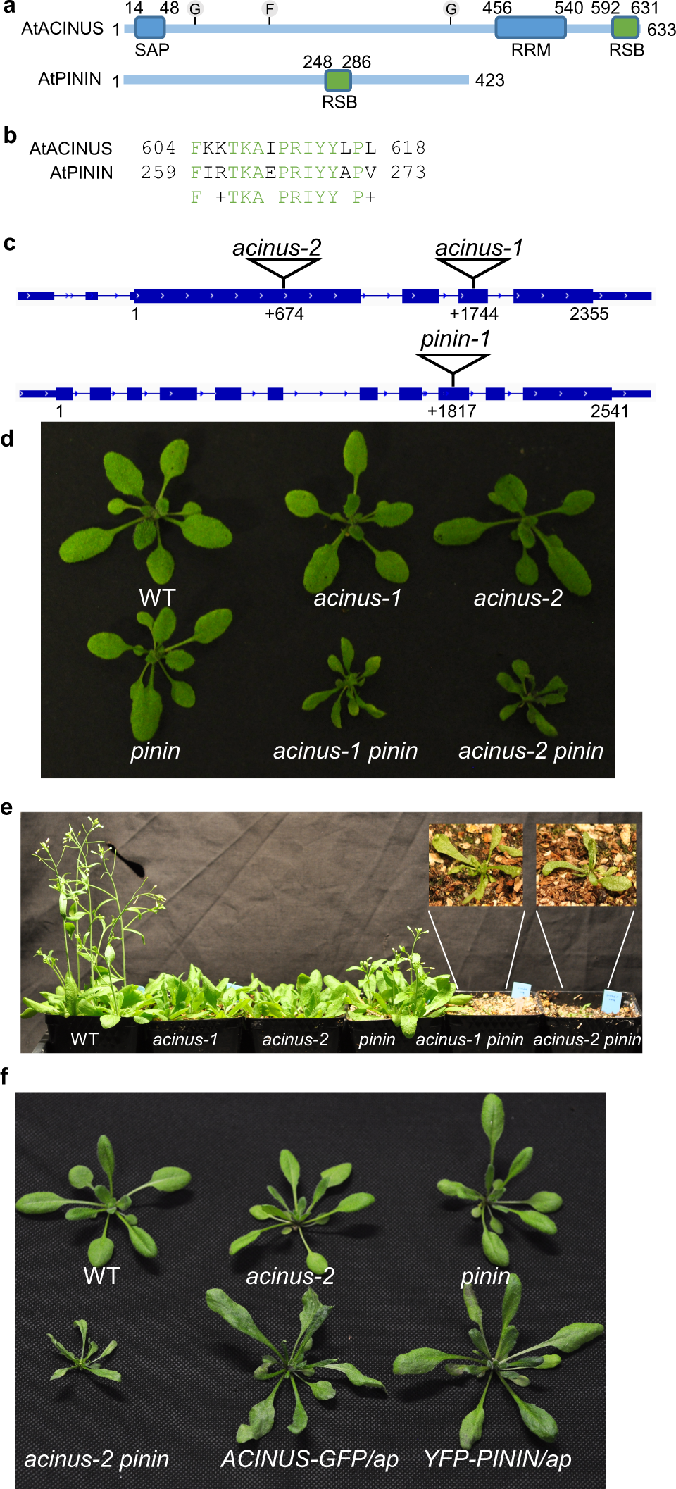 Arabidopsis Acinus Is O Glycosylated And Regulates Transcription And Alternative Splicing Of Regulators Of Reproductive Transitions Nature Communications