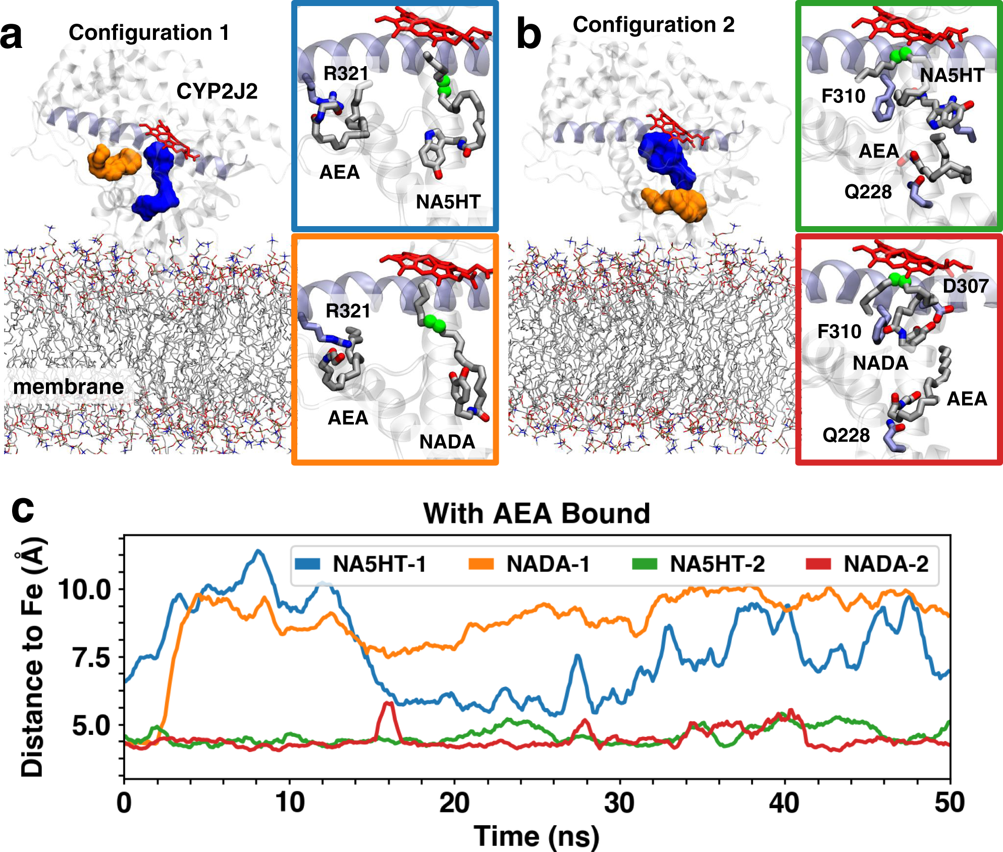Fig. 4: Concurrent CYP2J2 binding of AEA and NADA/NA5HT in MD simulations.