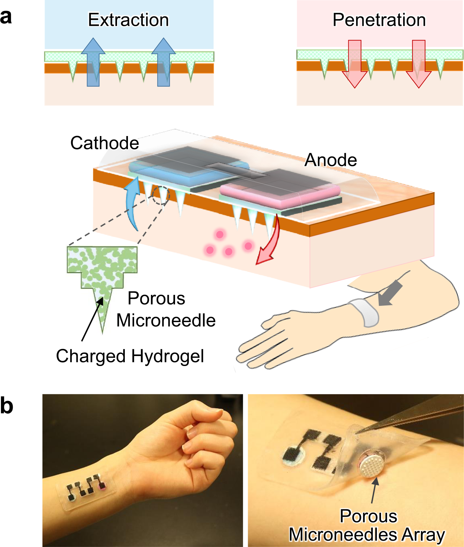 Transdermal electroosmotic flow generated by a porous microneedle array  patch | Nature Communications