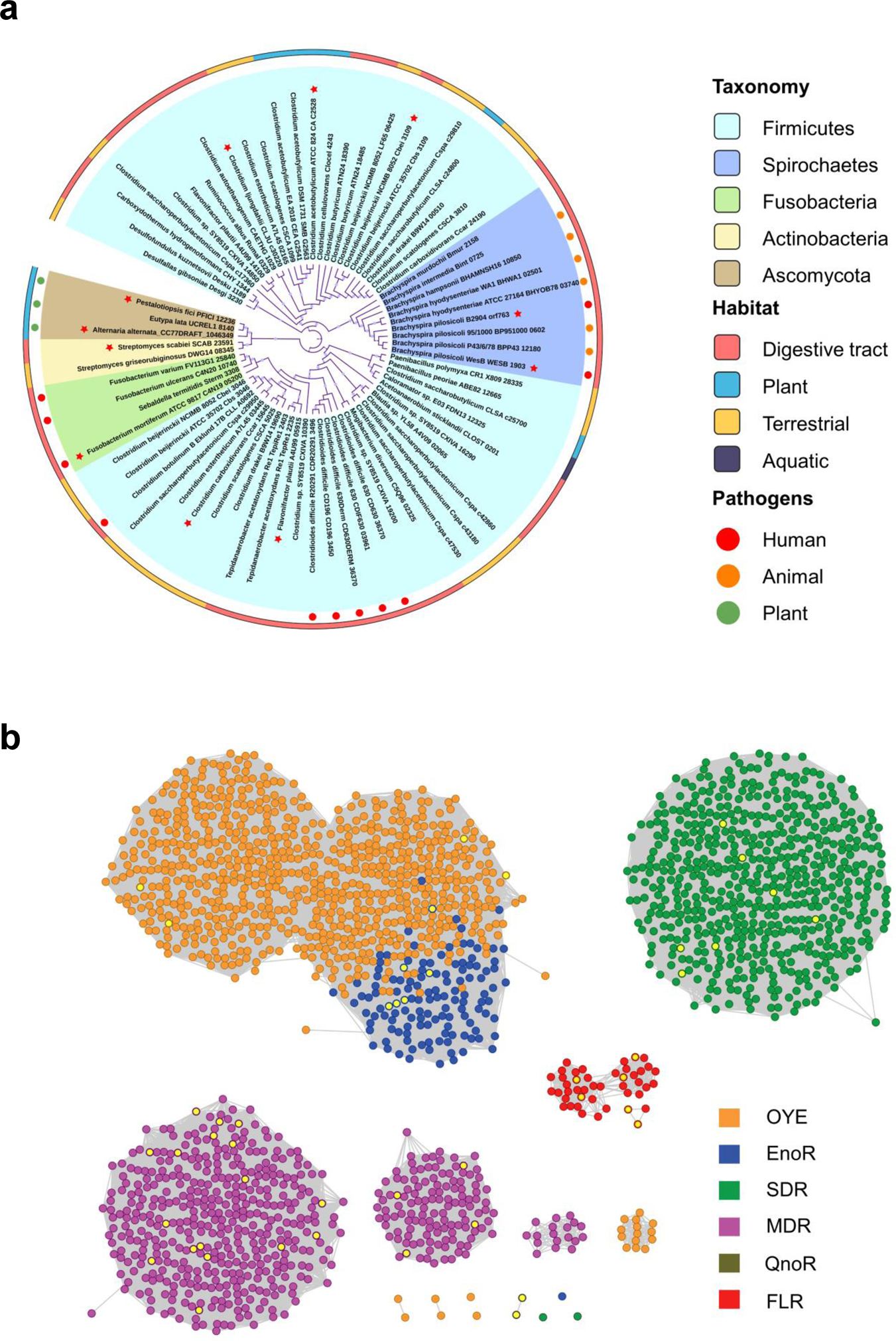 Fig. 3: Bioinformatic and experimental analysis identify that flavone reductases (FLRs) are a distinct group of ene-reductases.