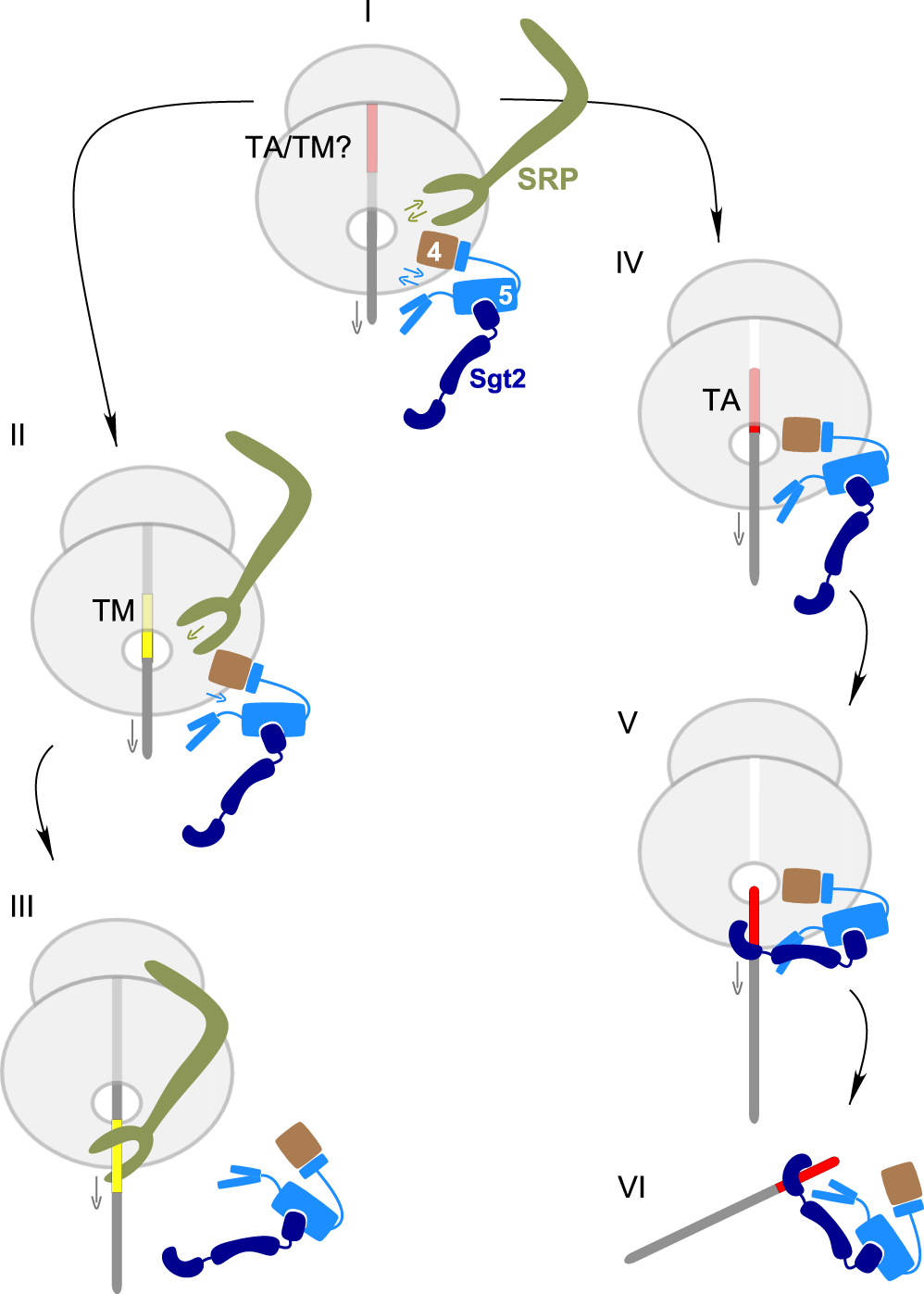 Fig. 7: Model of TM domain capture upon exit from the ribosomal tunnel.
