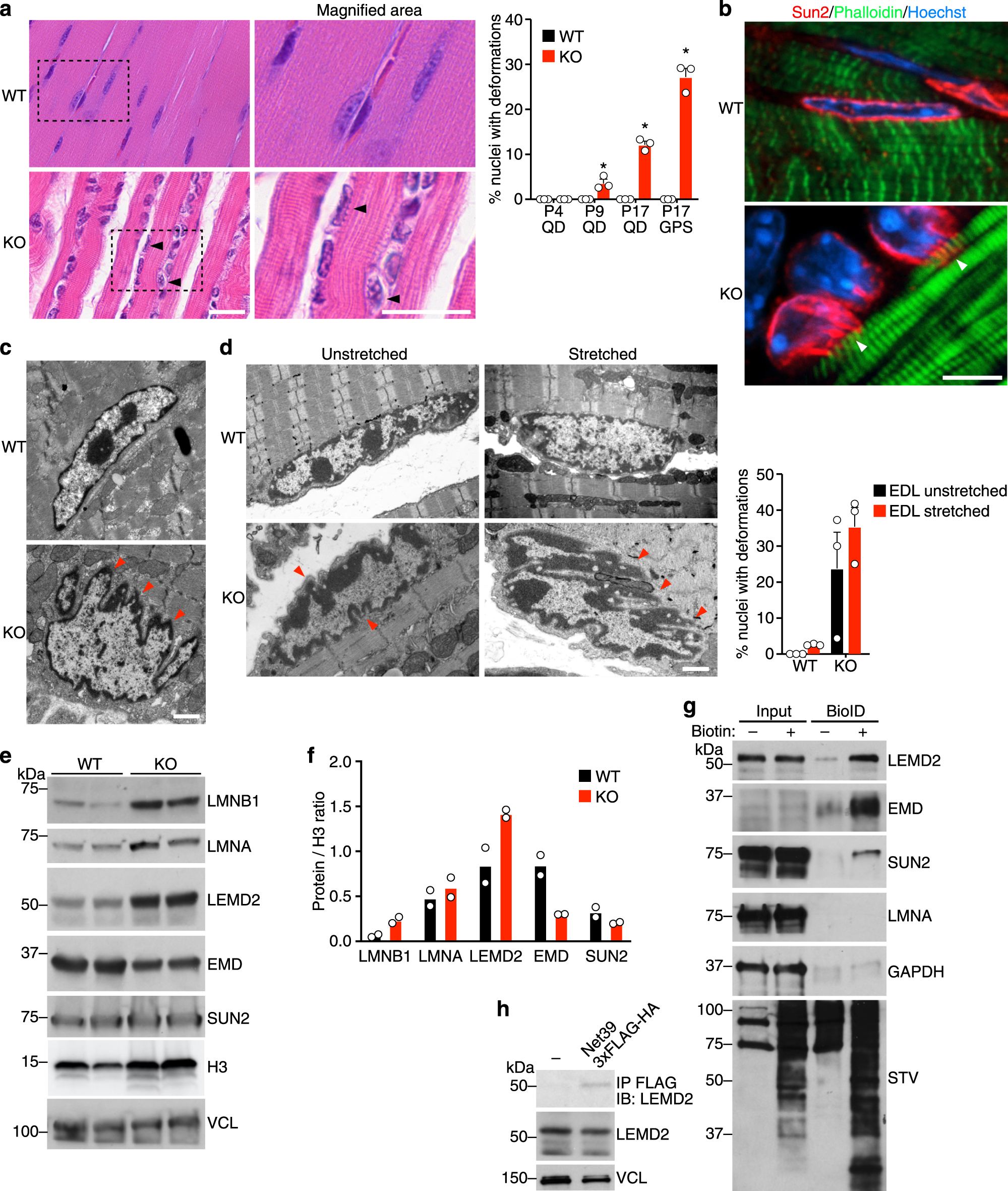 Fig. 2: Net39 maintains integrity of the nuclear envelope.