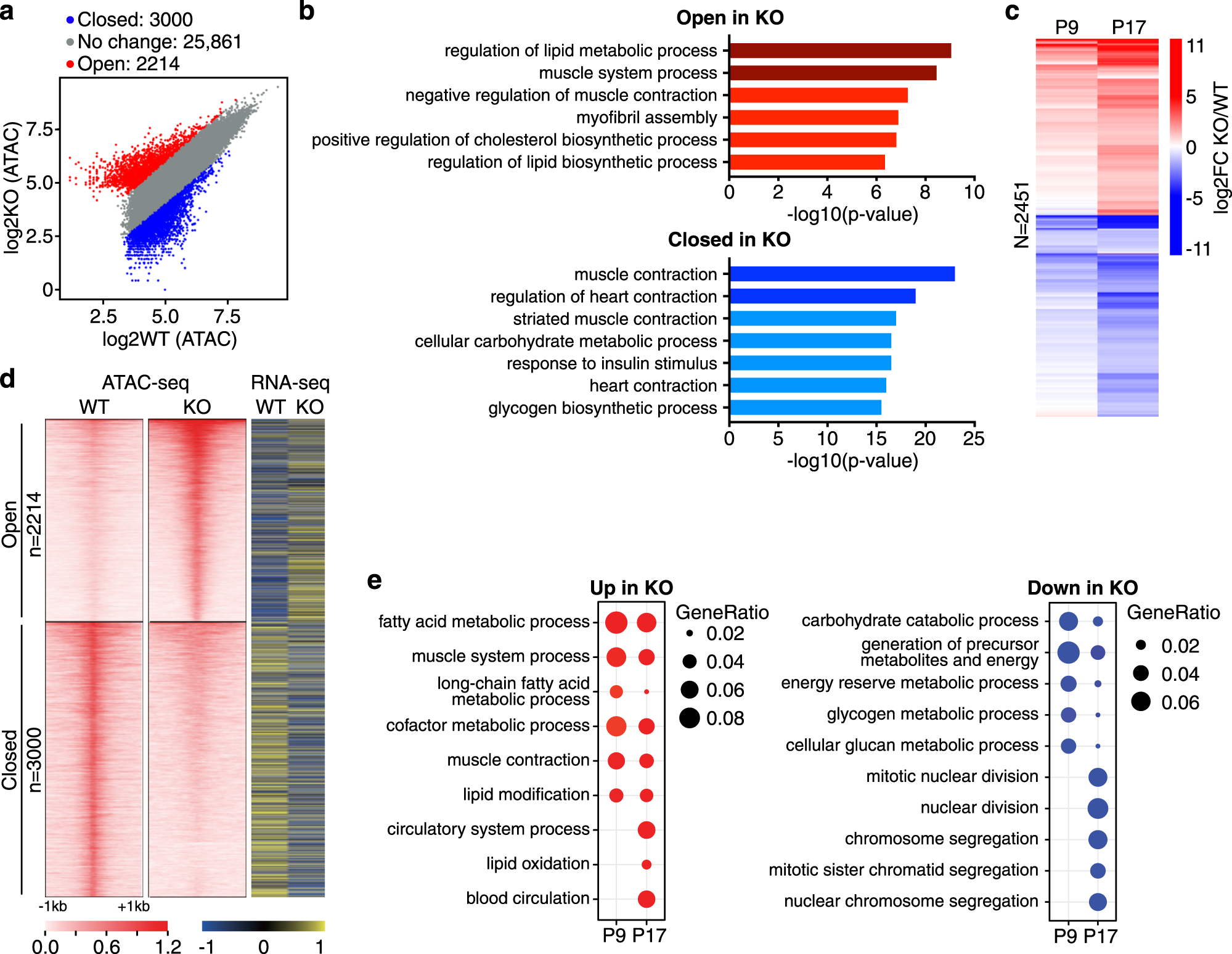 Fig. 3: Loss of Net39 causes changes in chromatin accessibility and gene expression.