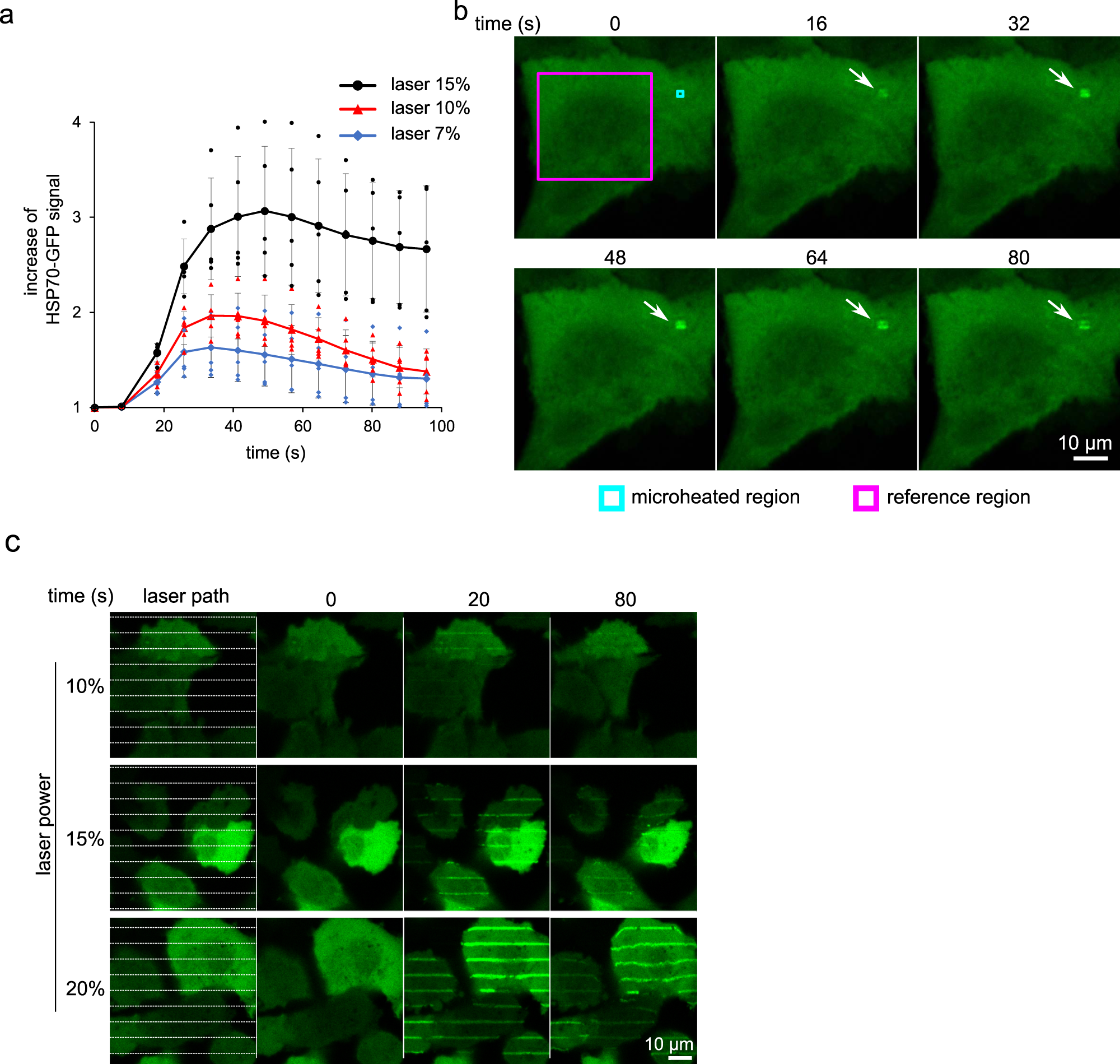 Fig. 2: Demonstration of dose-response dependence and quantification of the cellular response.