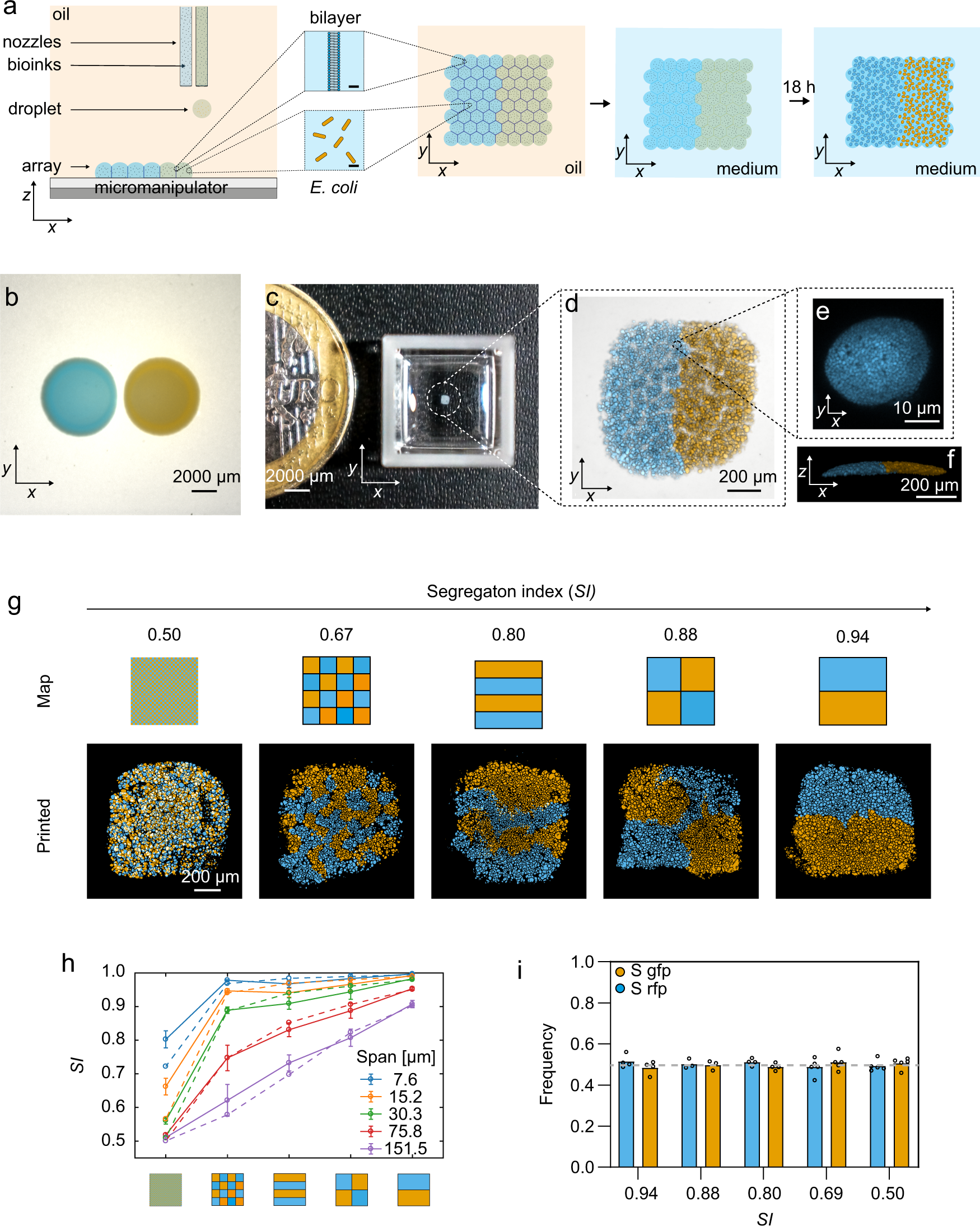 Droplet printing reveals the importance of micron-scale structure for  bacterial ecology | Nature Communications