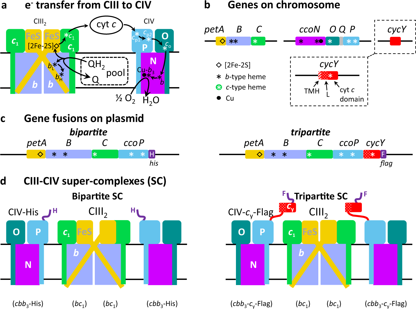 Fig. 1: QH2 oxidation and fused SCs.