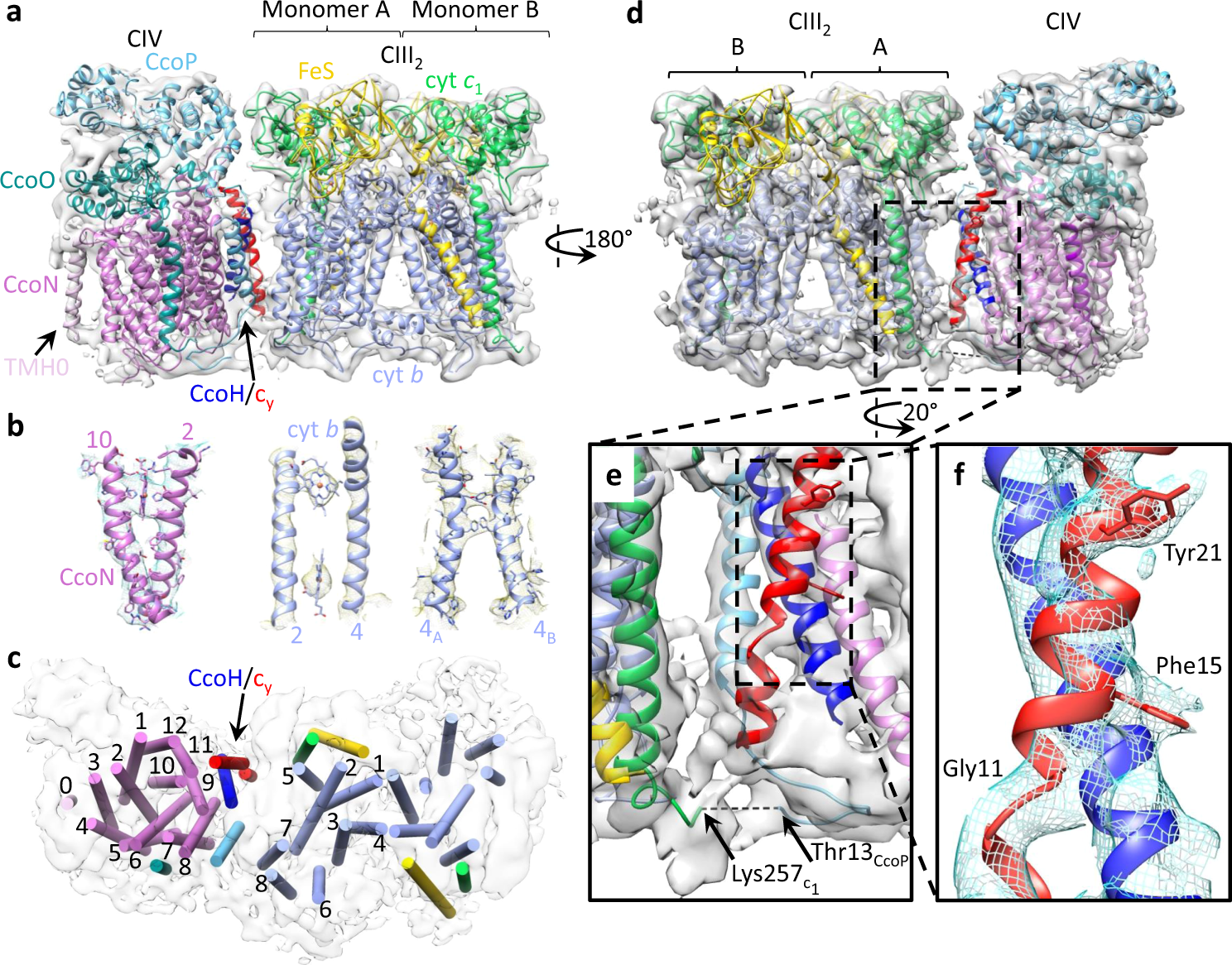 Fig. 2: Cryo-EM structure of CIII2CIV.