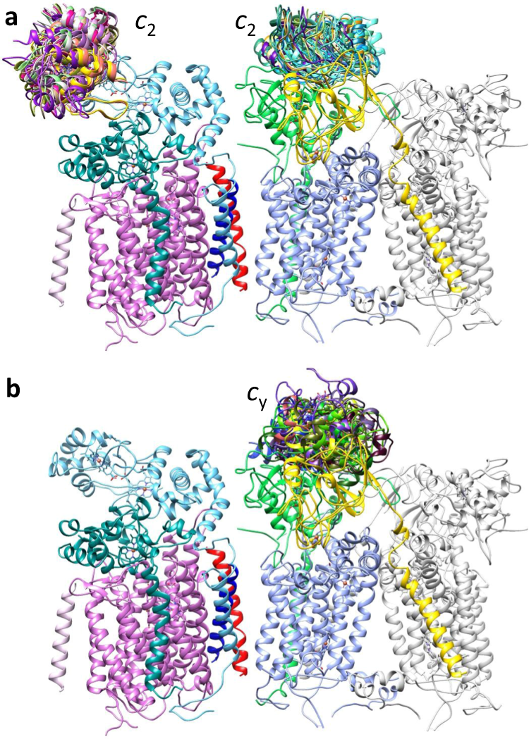 Fig. 4: Binding regions of cyt c2 and cyt cy on CIII2CIV.