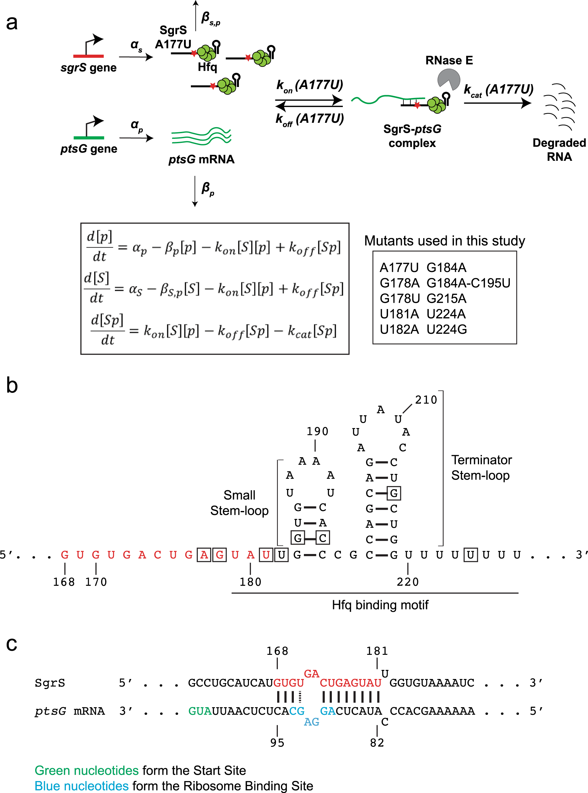 Effects of individual base-pairs on in vivo target search and destruction  kinetics of bacterial small RNA | Nature Communications