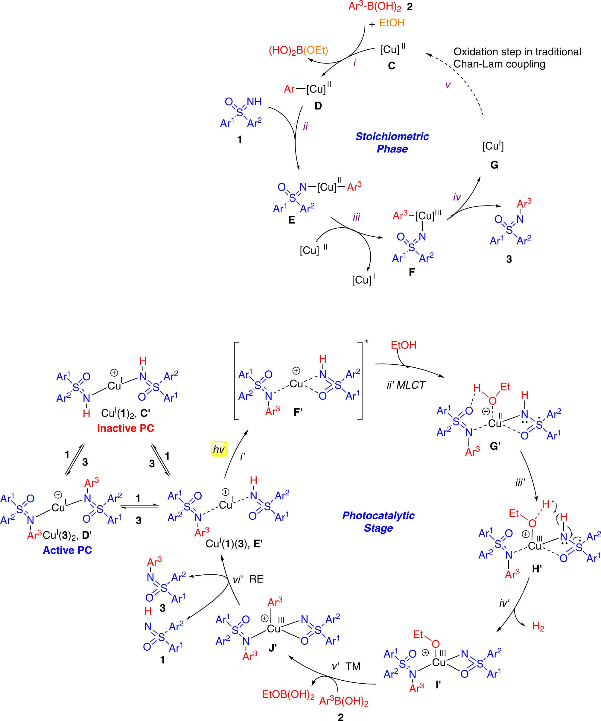 Fig. 5: Proposed mechanism of copper-catalyzed photoredox Chan-Lam coupling.
