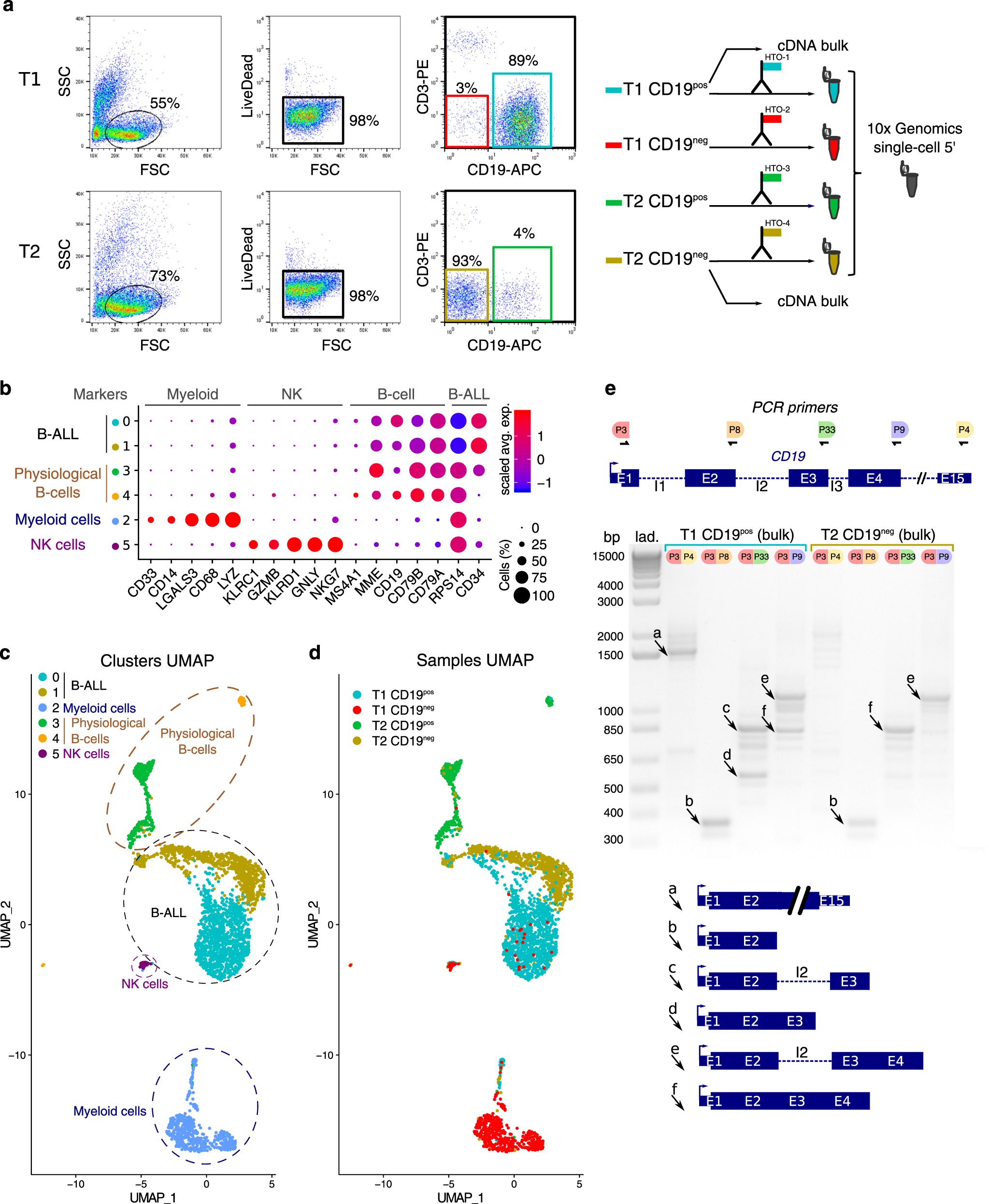 Single-cell profiling identifies pre-existing CD19-negative subclones in a  B-ALL patient with CD19-negative relapse after CAR-T therapy | Nature  Communications