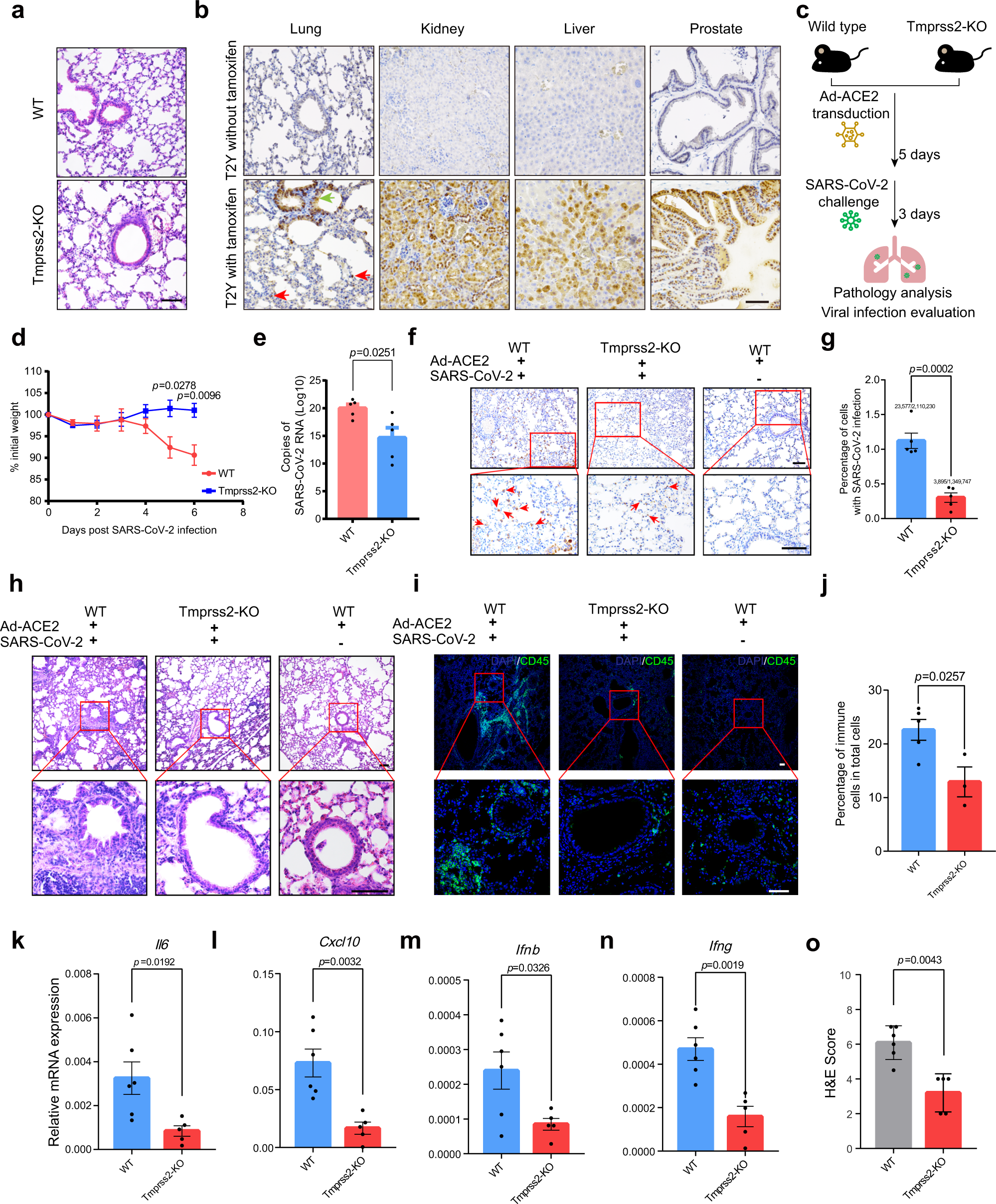 Fig. 1: Ad-ACE2-transduced Tmprss2-KO mice demonstrates TMPRSS2 as an important factor for SARS-CoV-2 infection.