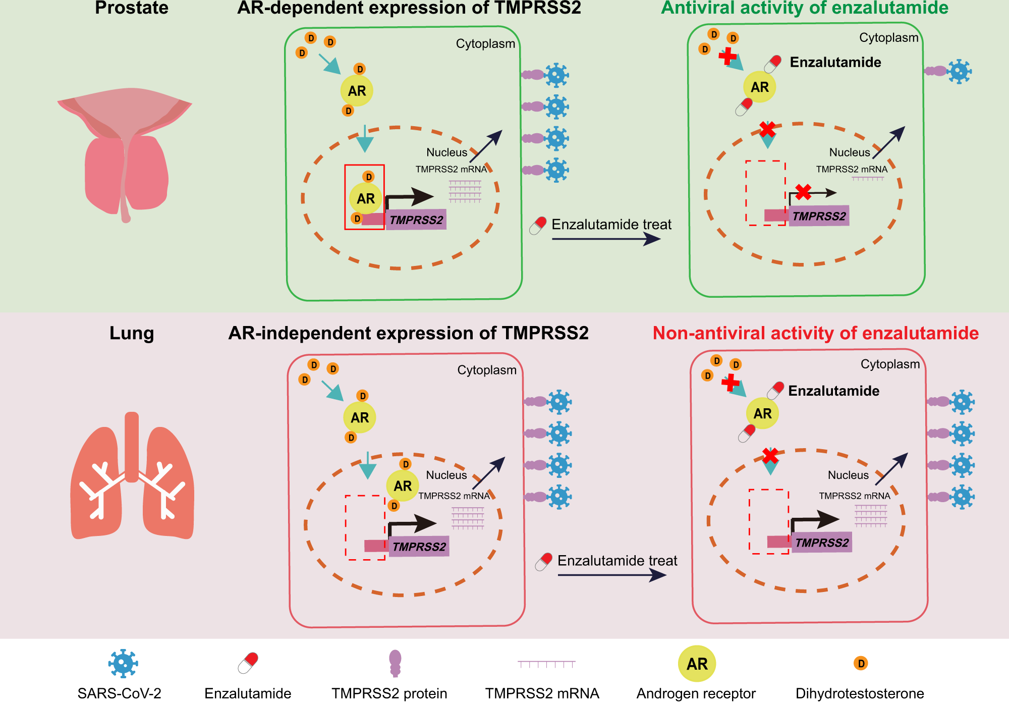 Fig. 6: Schematic model for distinct mechanisms explaining organ-specific inhibition of SARS-CoV-2 infection by enzalutamide.