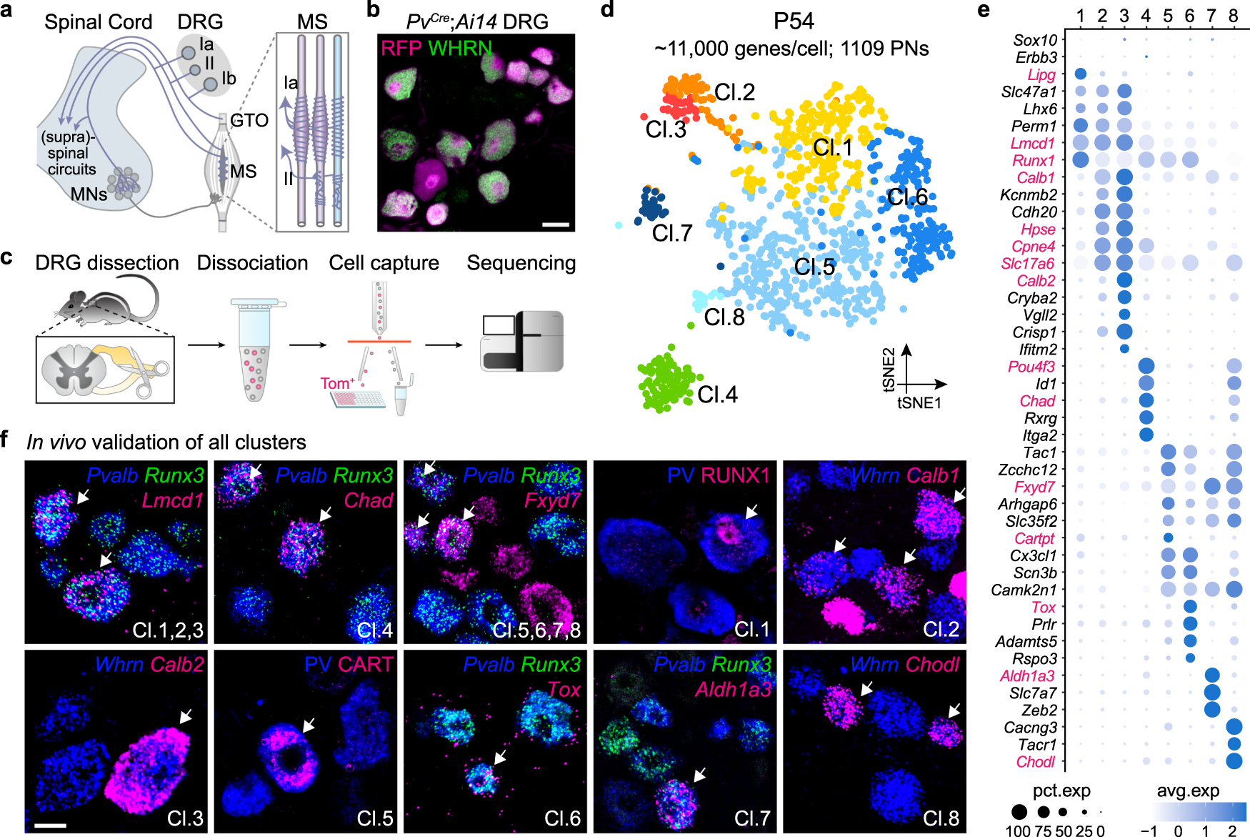 Distinct subtypes of proprioceptive dorsal root ganglion neurons regulate  adaptive proprioception in mice | Nature Communications