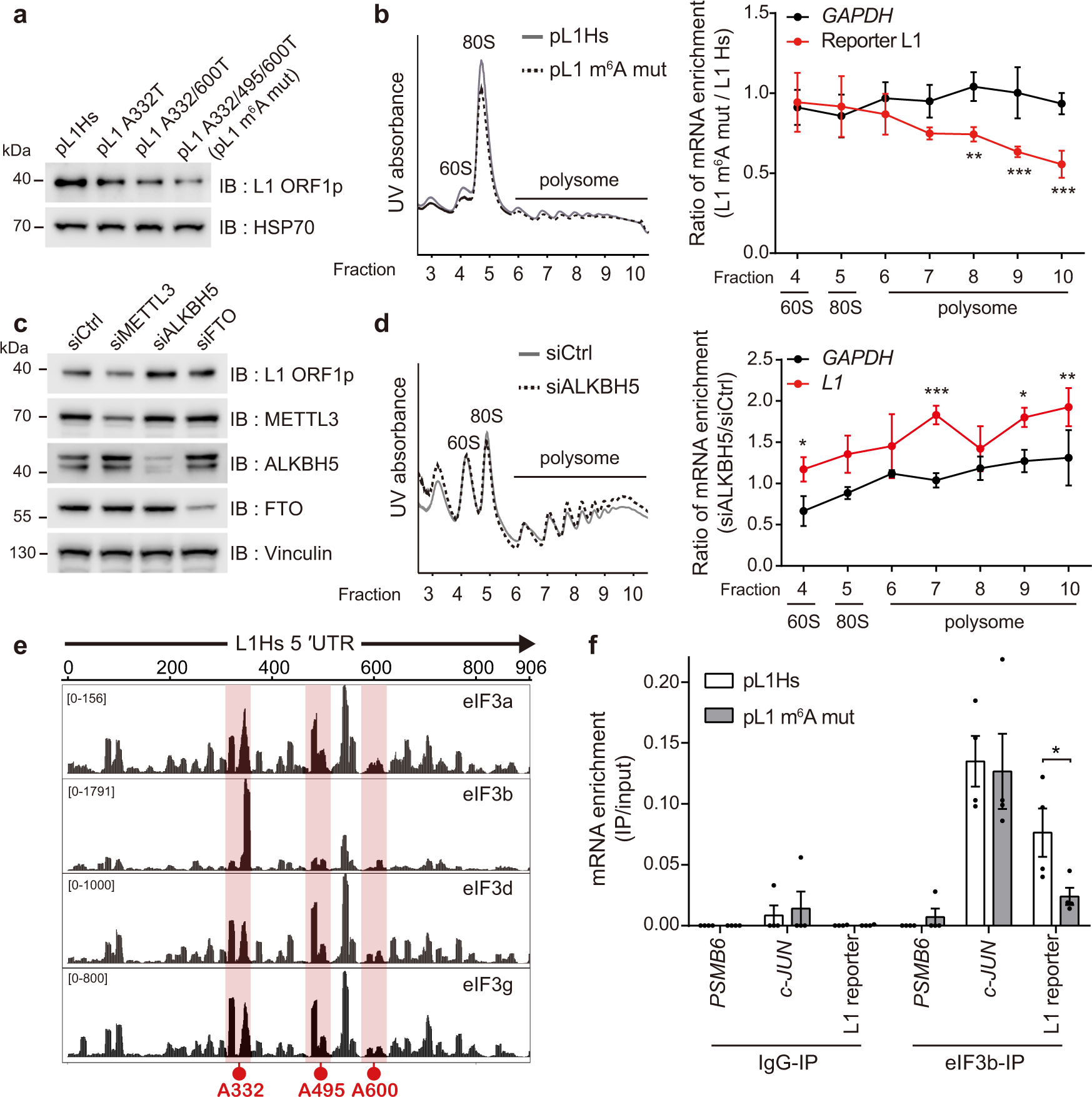 Fig. 4: L1 5′ UTR m6A cluster enhances the translational efficiency through the recruitment of eIF3.