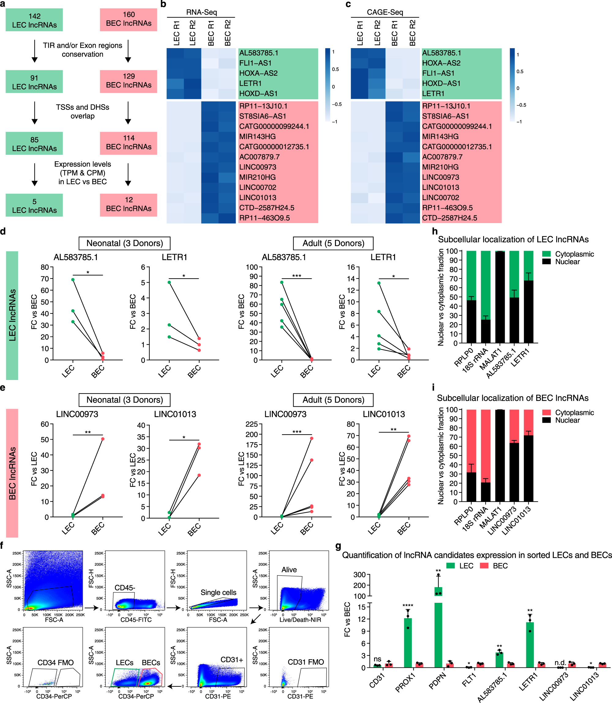 Fig. 2: Identification of lncRNA candidates for functional characterization by antisense oligonucleotides (ASOs).