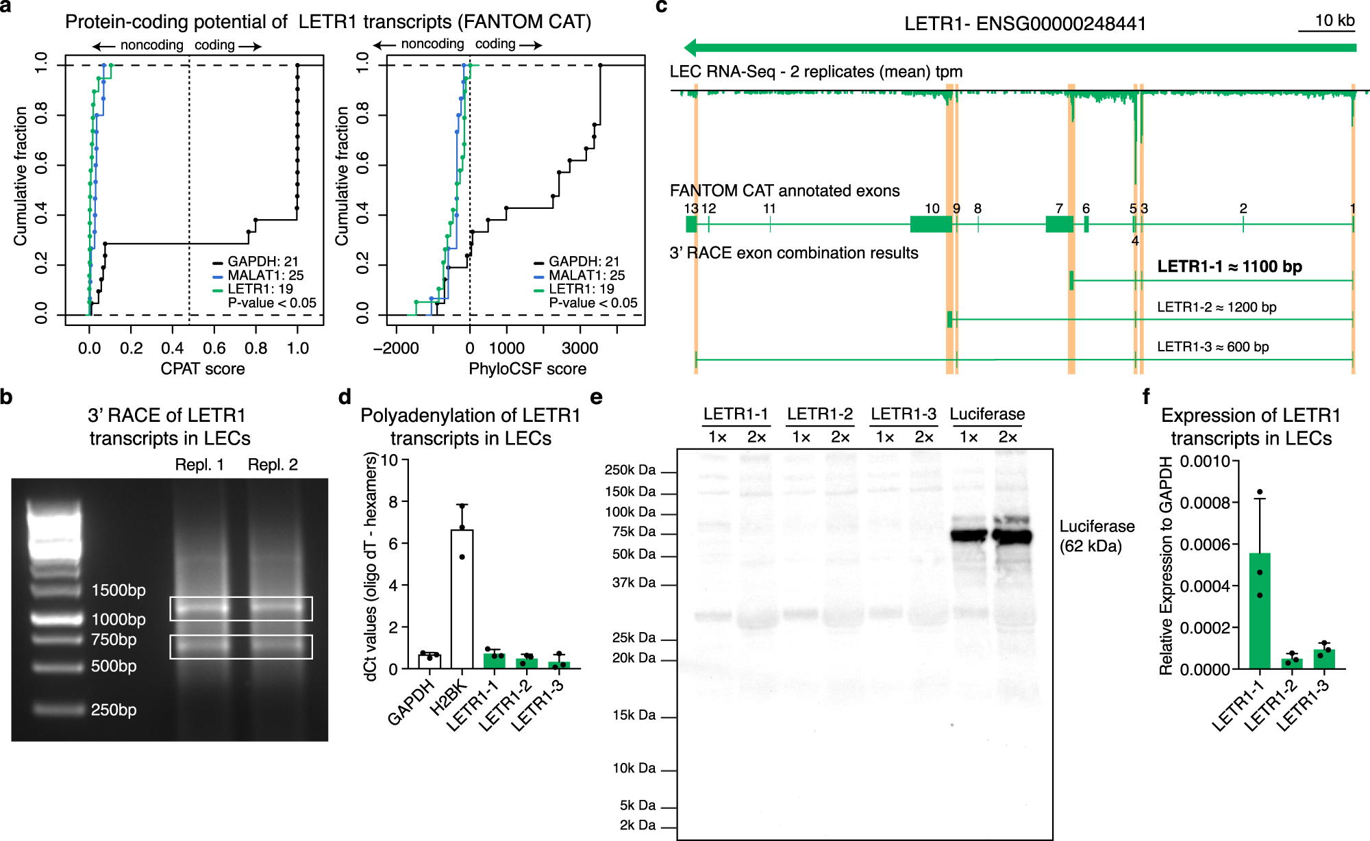 Fig. 4: LETR1 is a bona fide lncRNA expressing three main transcripts in LECs.
