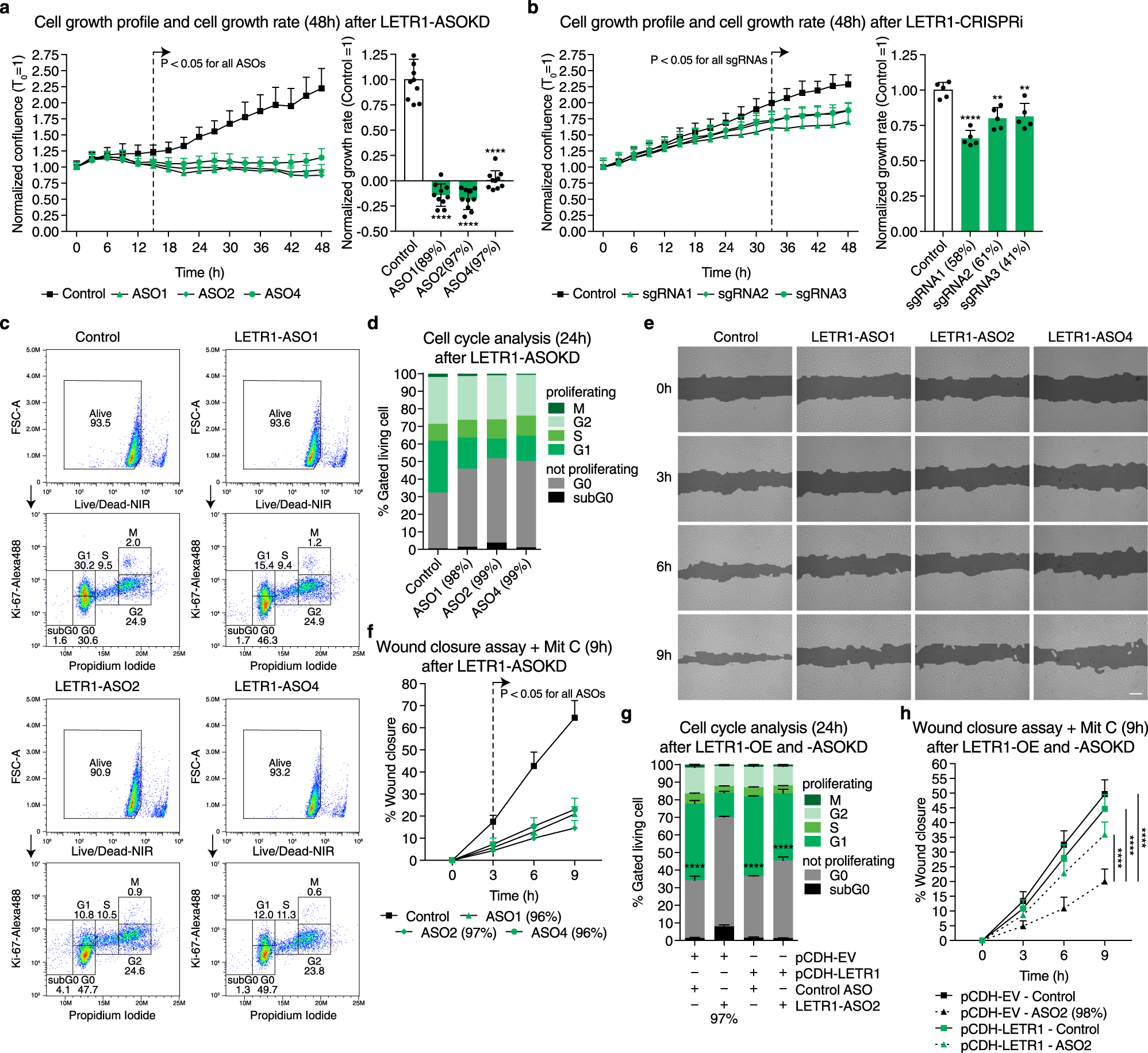 Fig. 5: Knockdown of LETR1 reduces cell growth, cell cycle progression, and migration of LECs in vitro.