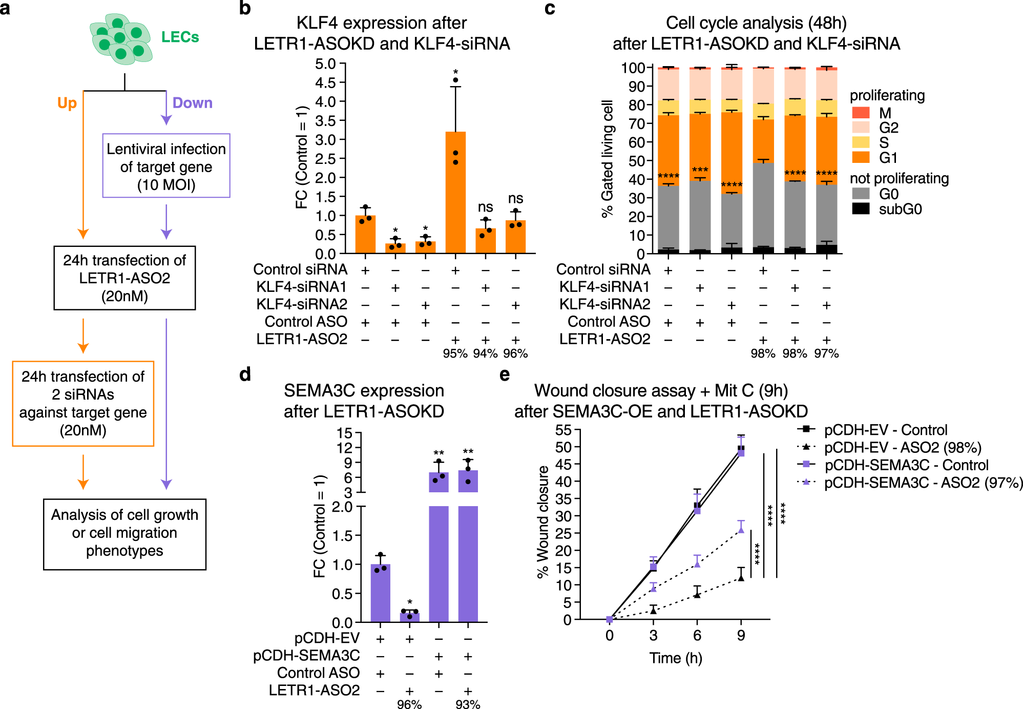 Fig. 7: LETR1 regulates cell proliferation and migration through transcriptional regulation of KLF4 and SEMA3C.