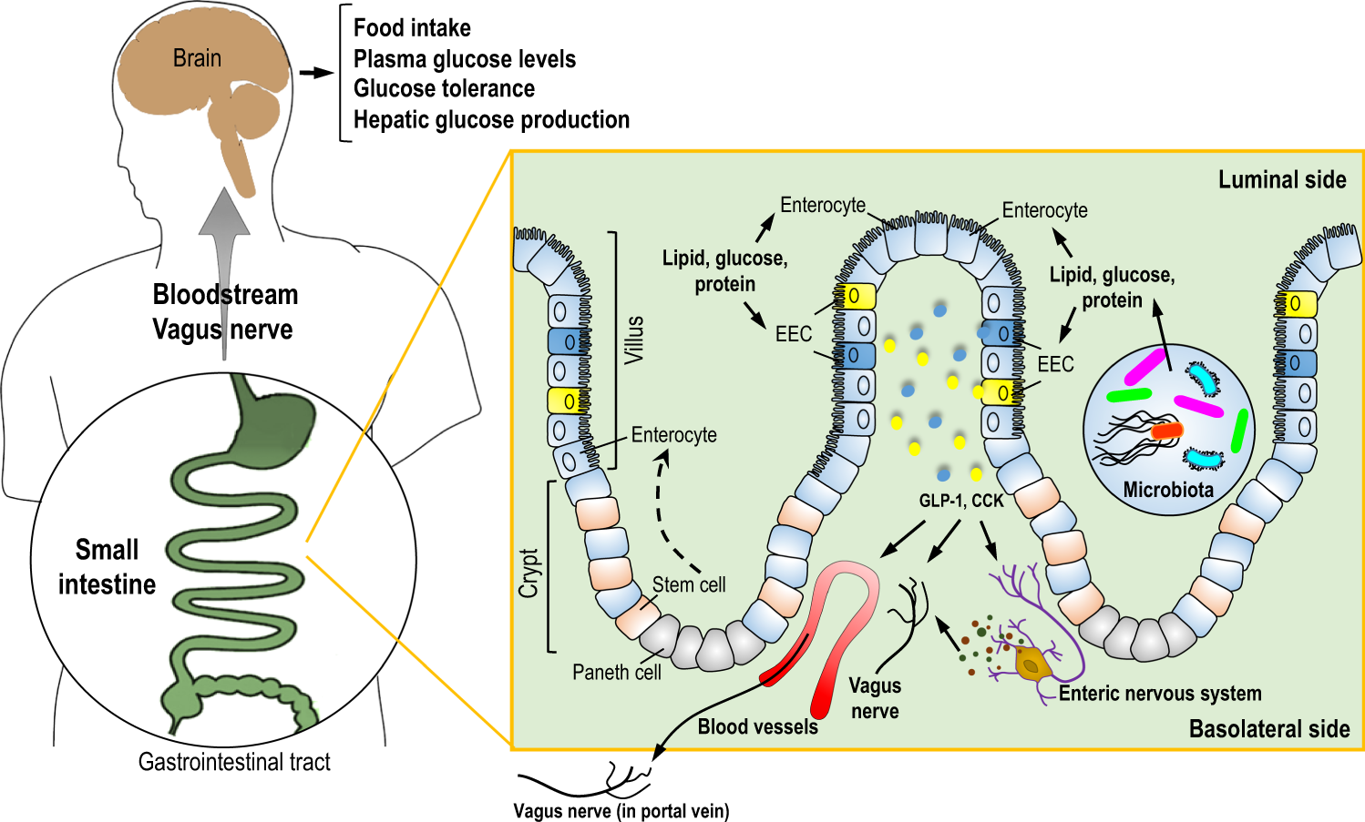 The Metabolic Impact Of Small Intestinal Nutrient Sensing Nature Communications