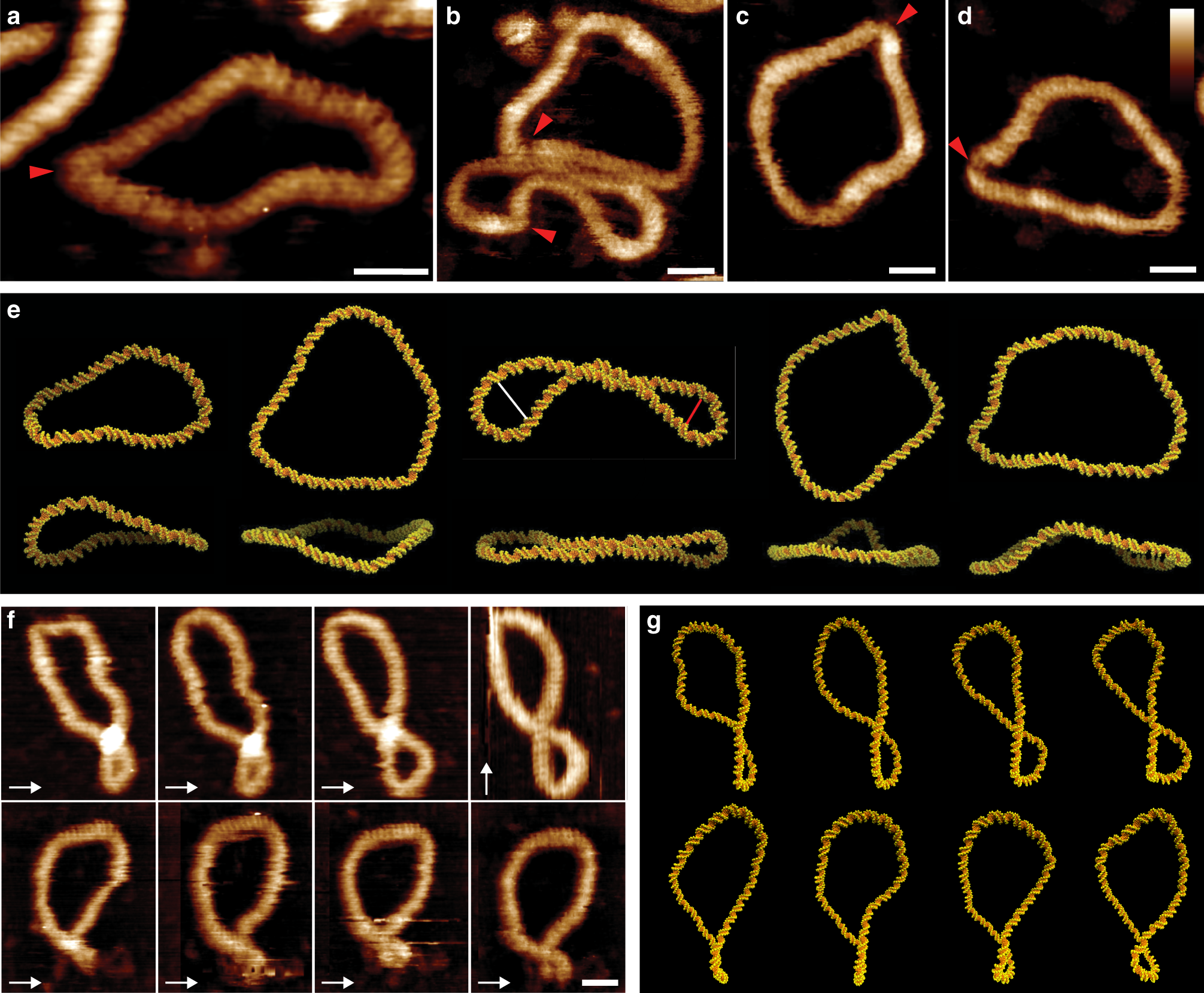 Fig. 1: Structural and dynamic diversity in supercoiled DNA minicircles.