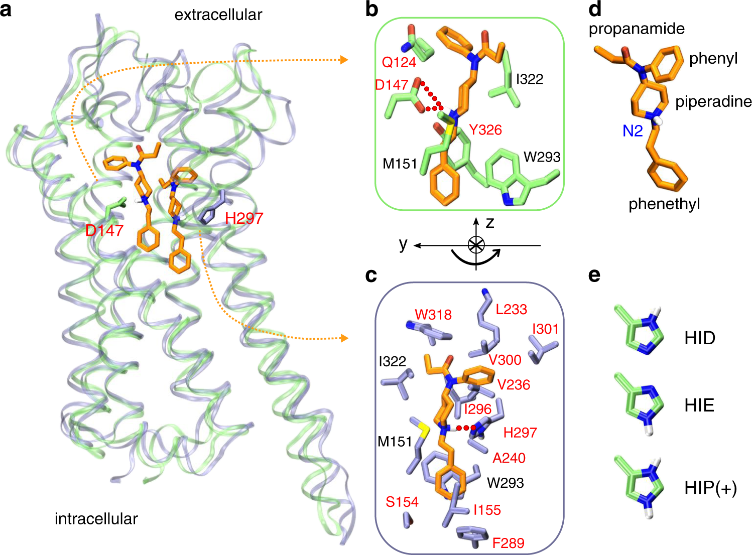 How μ-opioid receptor recognizes fentanyl | Nature Communications