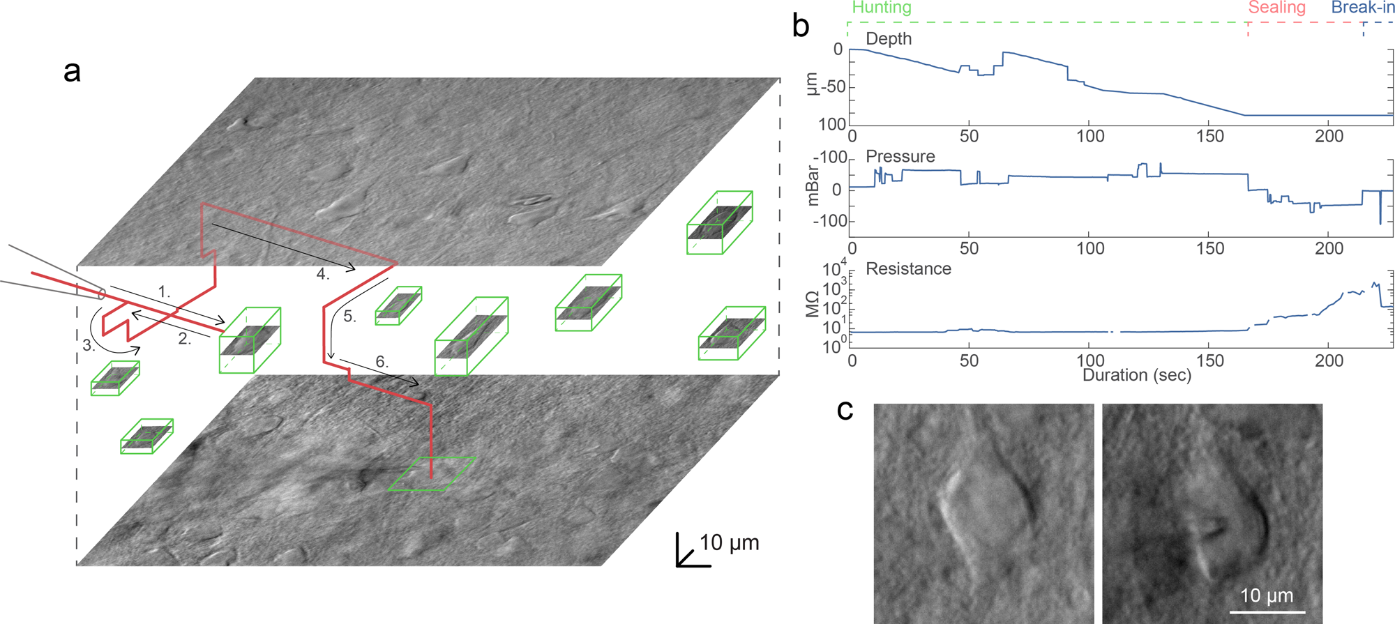 Fig. 4: A representative example of a visual patch clamping procedure.