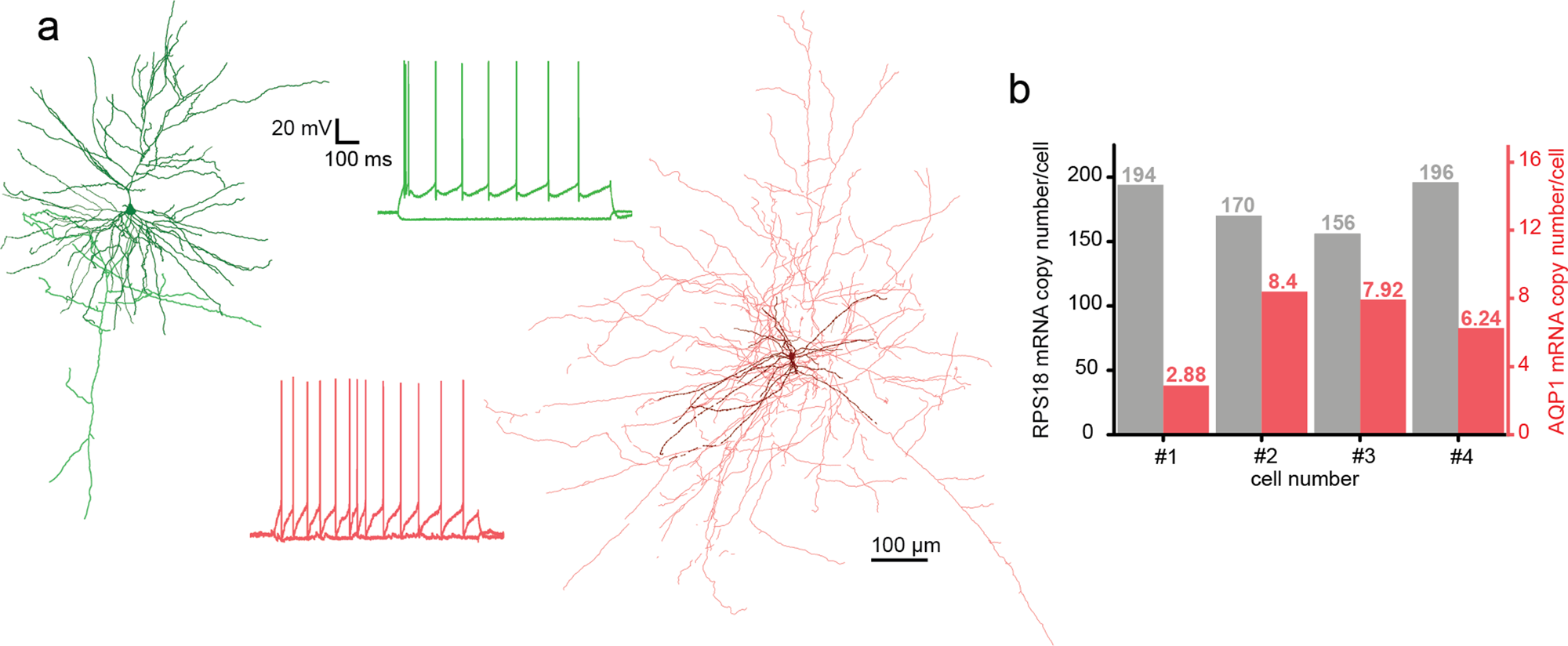 Fig. 7: Anatomical and molecular biological investigation of neurons patched by DIGAP.