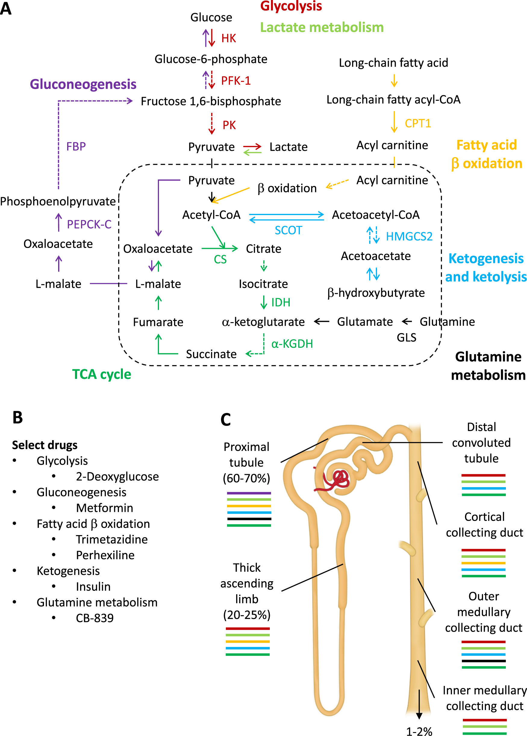 Renal metabolism and hypertension | Nature Communications