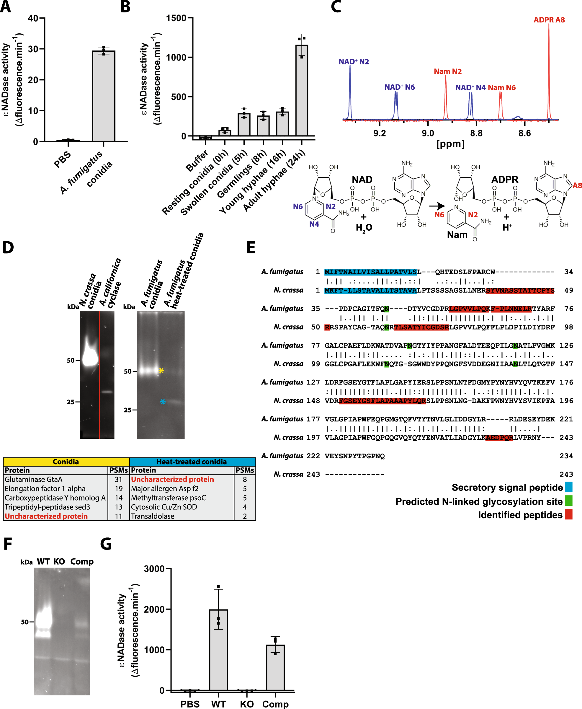 Discovery Of Fungal Surface Nadases Predominantly Present In Pathogenic Species Nature Communications