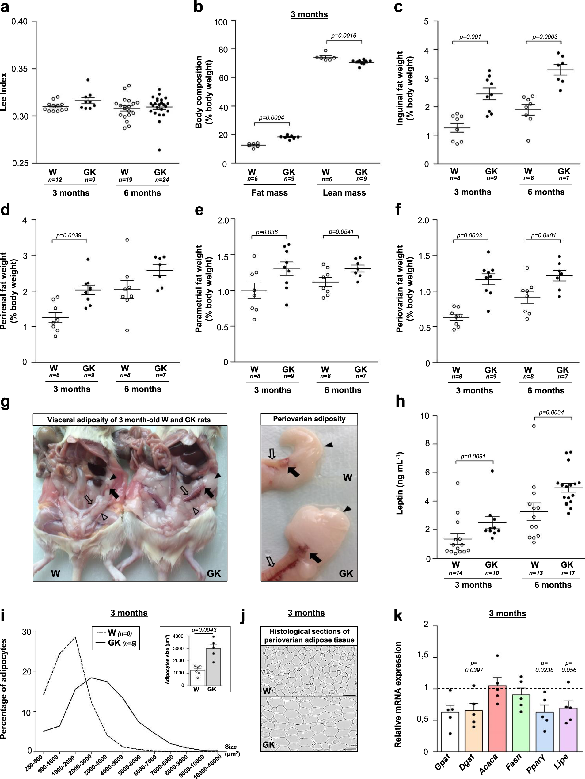 Fig. 2: Adiposity of Wistar and GK rats.
