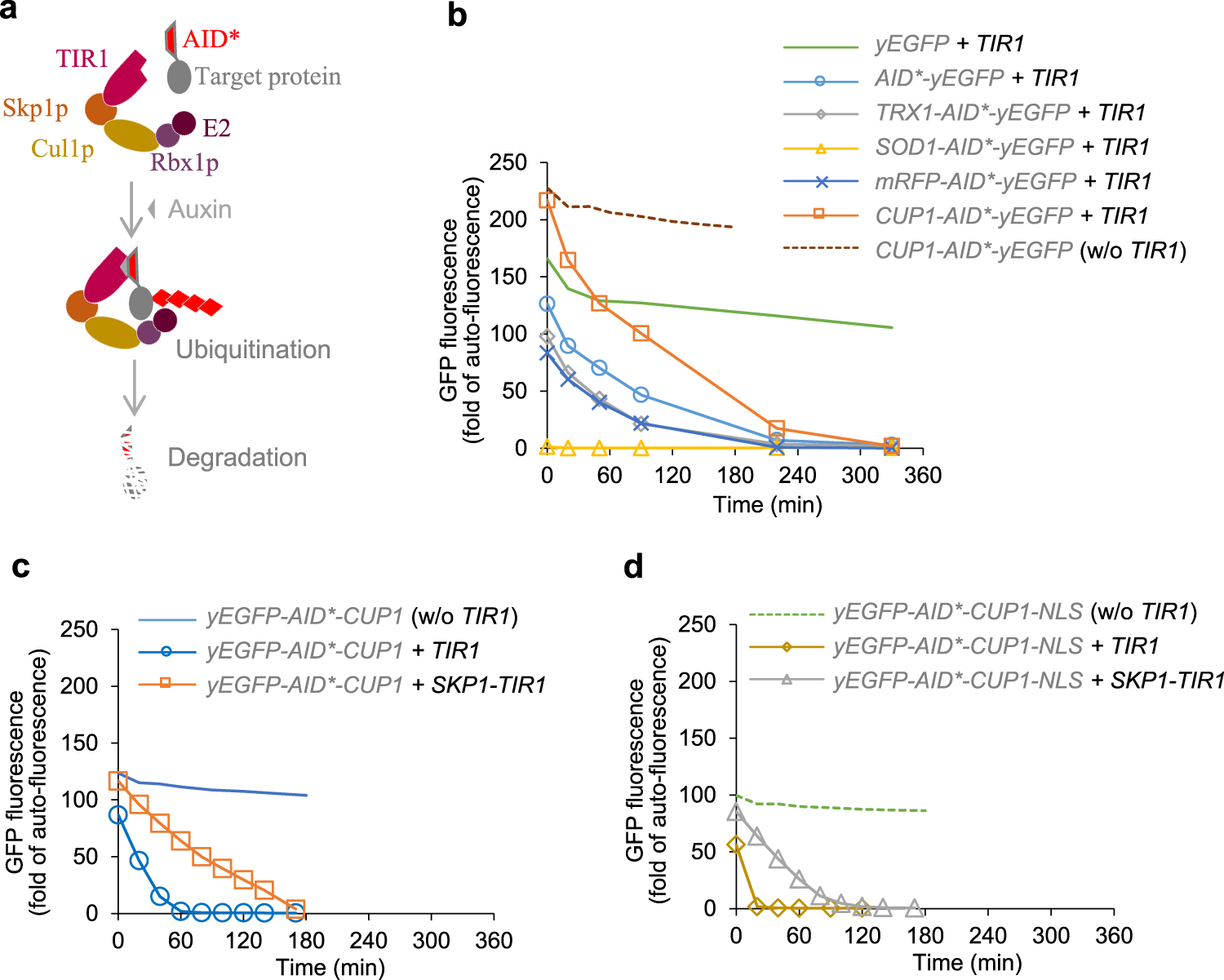 Auxin Mediated Protein Depletion For Metabolic Engineering In Terpene Producing Yeast Nature Communications