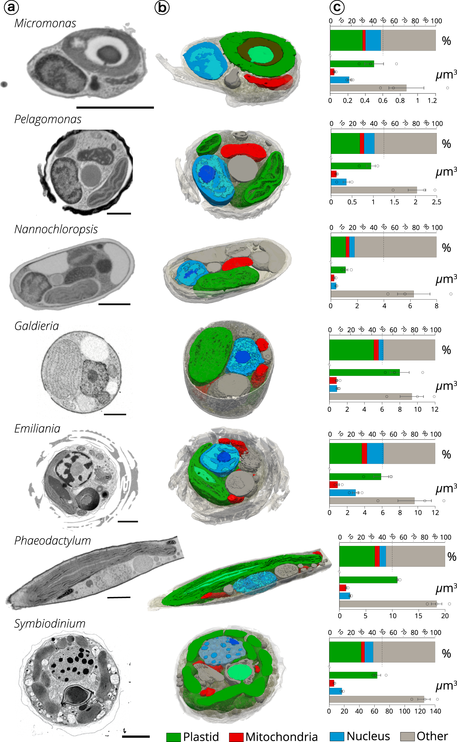 Fig. 2: Internal cell architecture of phytoplankton cells.