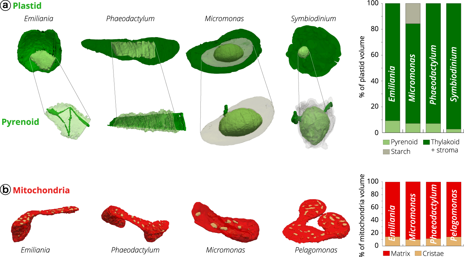 Fig. 5: Architecture of the mitochondria and plastids of different phytoplankton taxa.