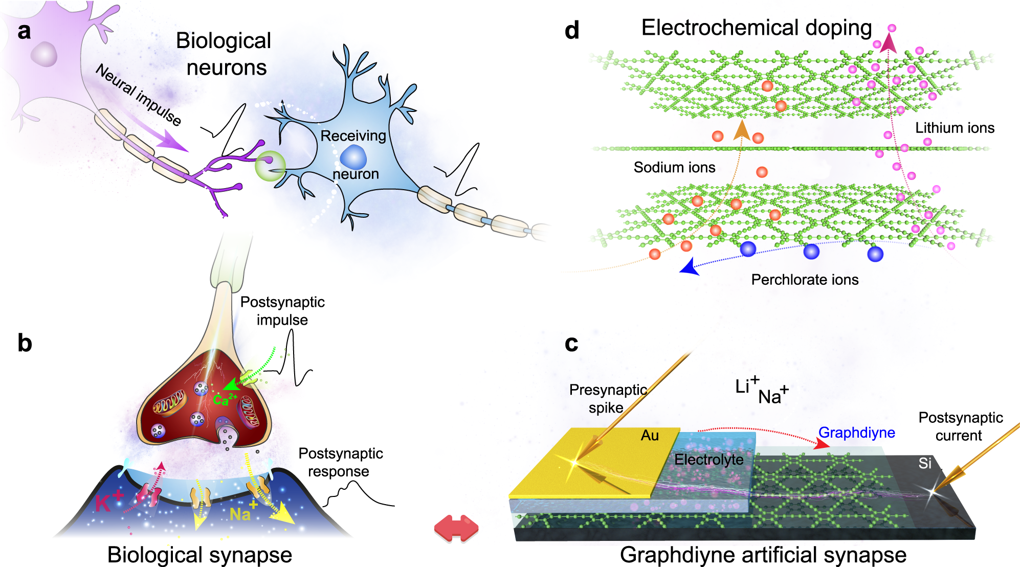 Graphene Dynamic Synapse with Modulatable Plasticity