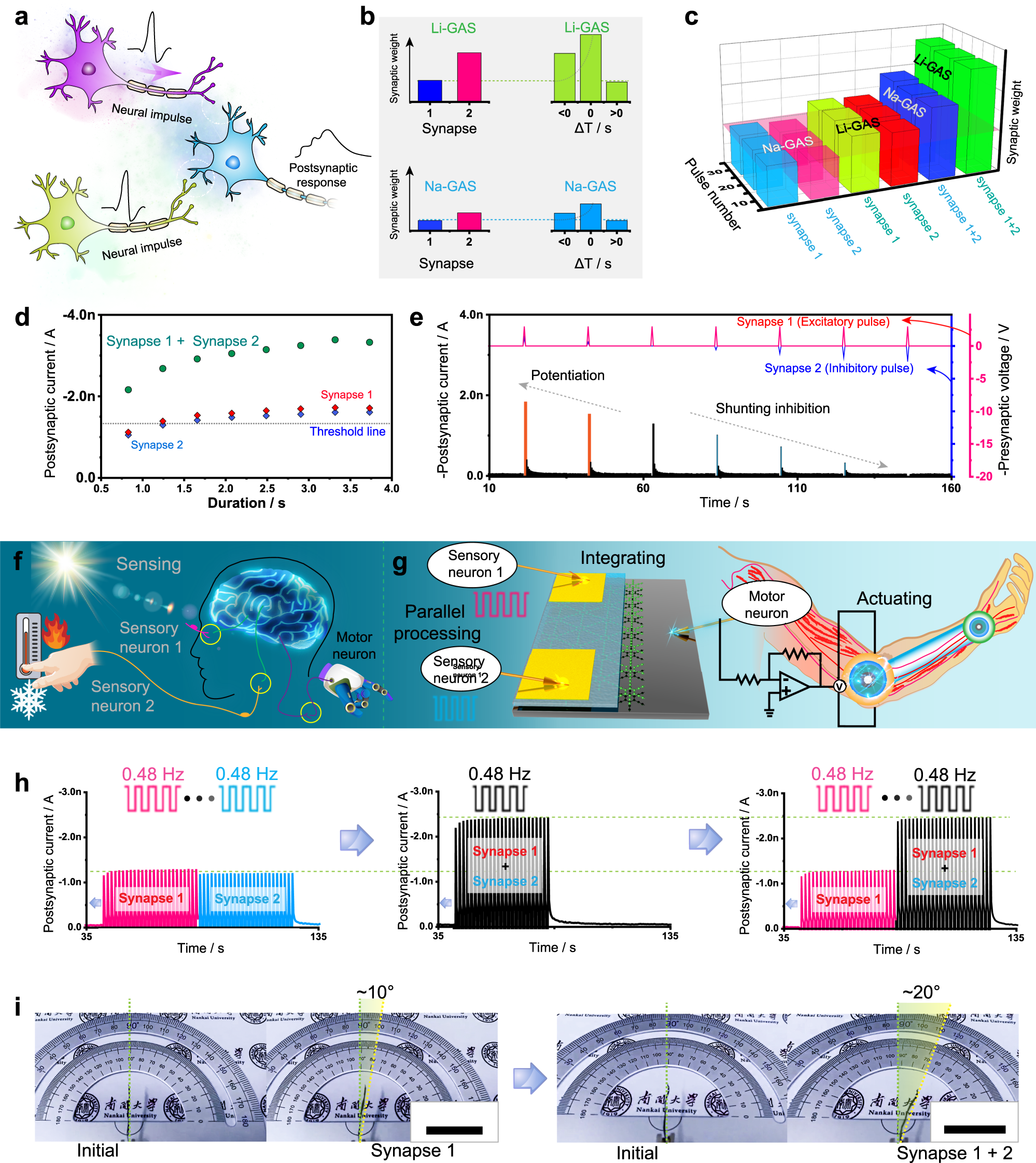 Fig. 5: Dendritic integration function in Li- and Na-GASs.