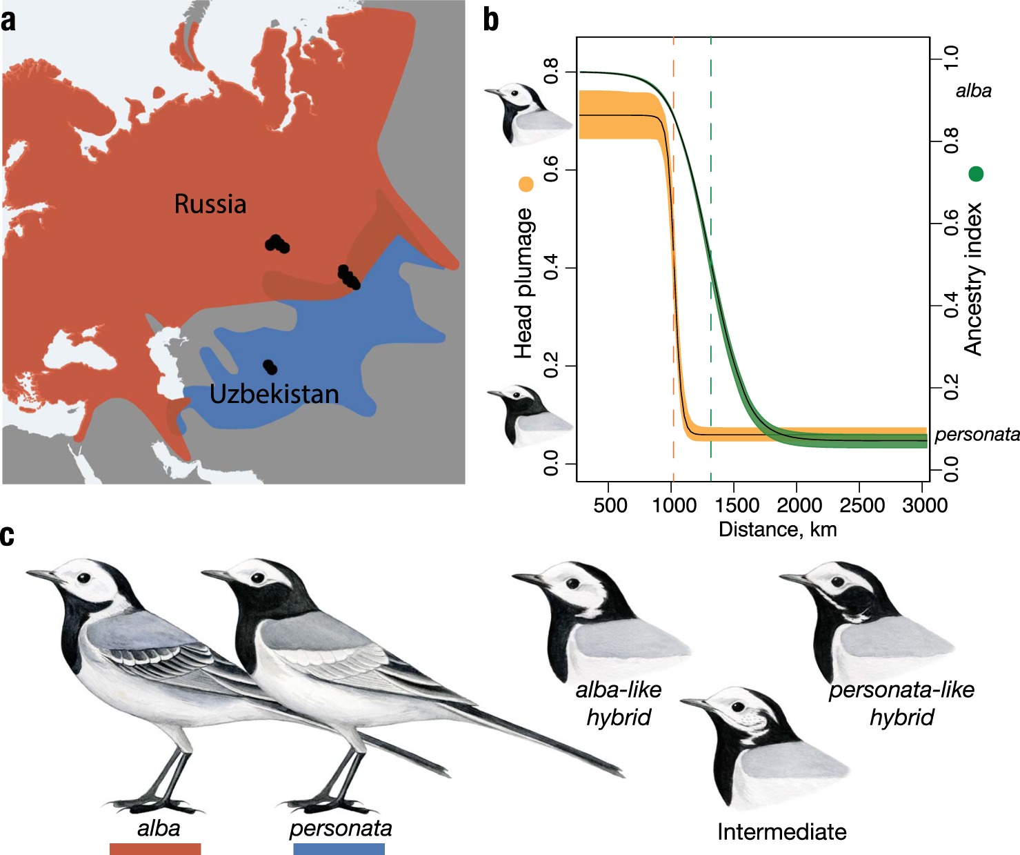 introgression reveals the genetic architecture of a plumage trait | Nature Communications