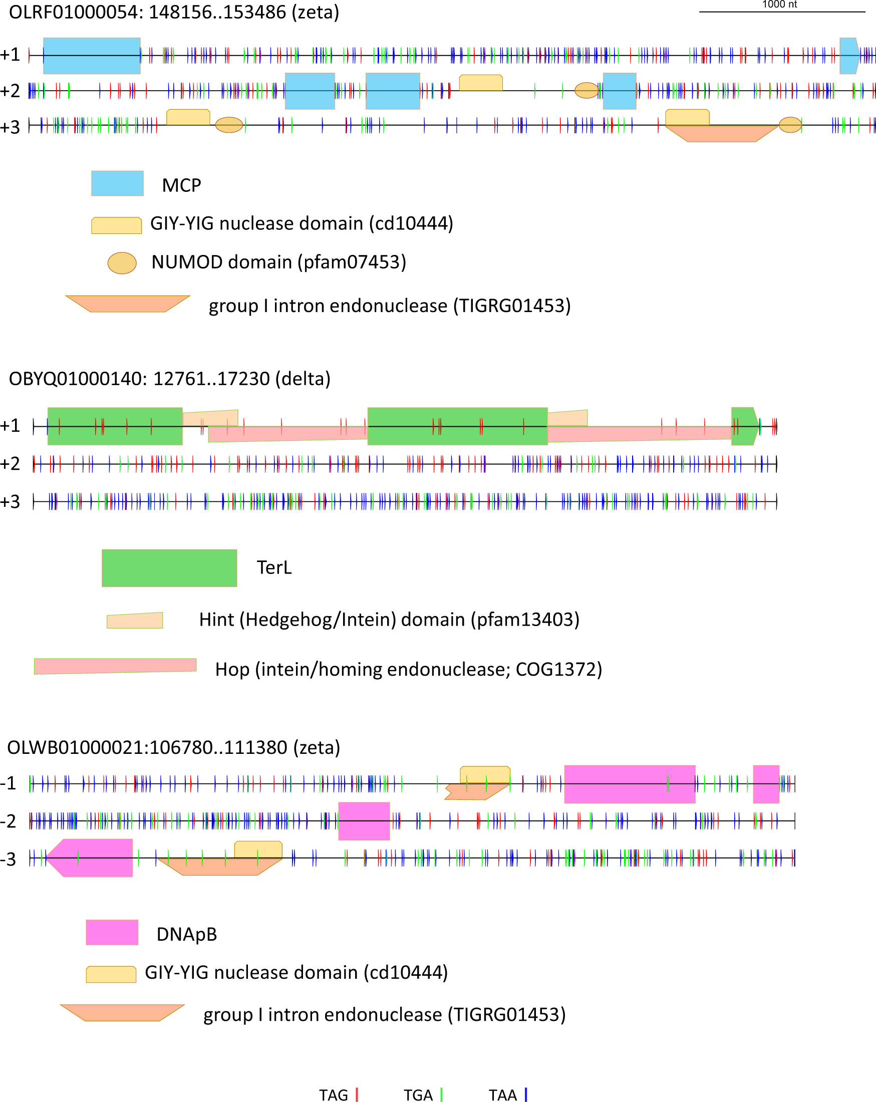Fig. 7: Examples of stop codon reassignments, intein, and self-splicing intron insertions in conserved genes of crAss-like phages.