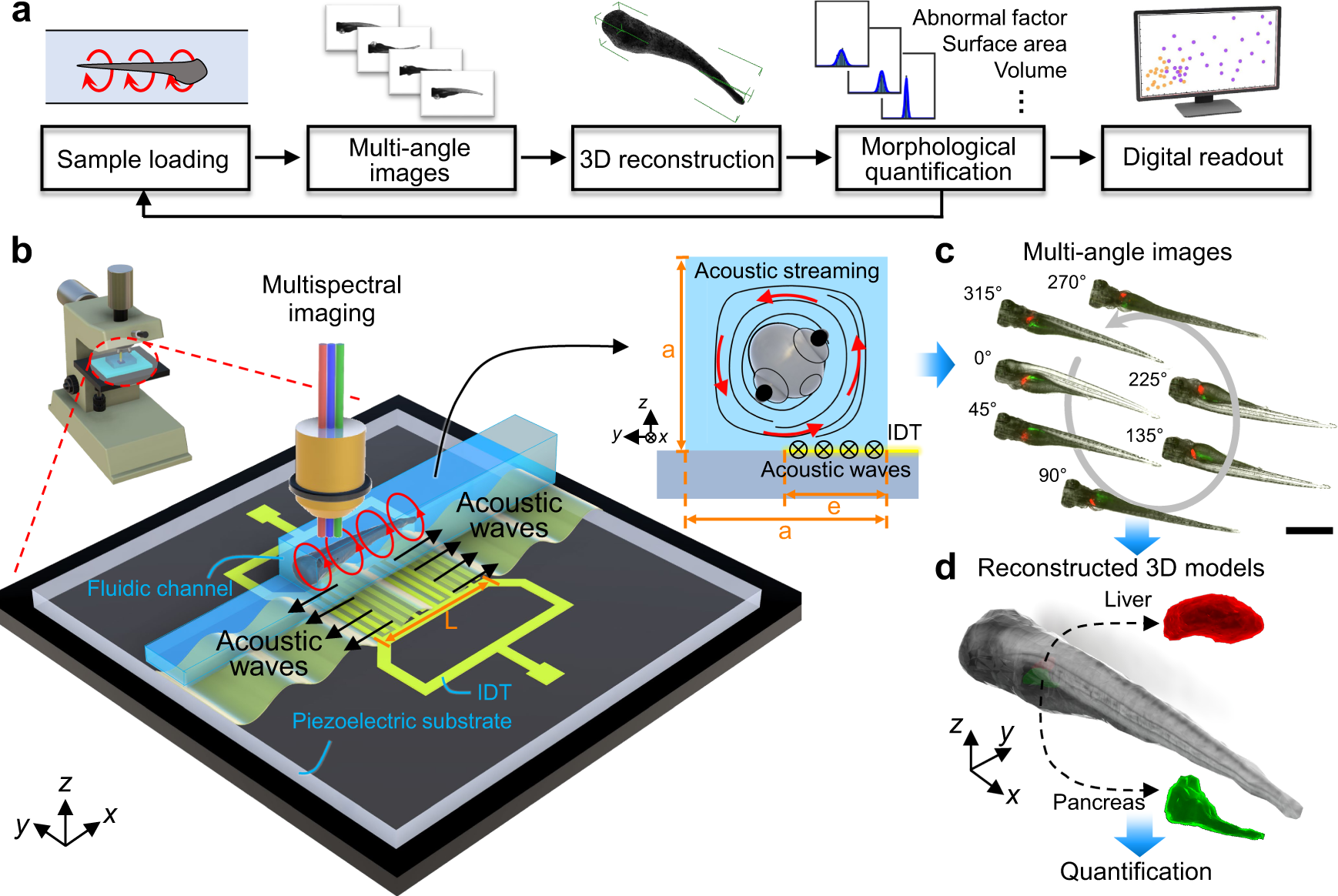 Acoustofluidic rotational tweezing enables high-speed contactless morphological phenotyping of zebrafish larvae Nature Communications