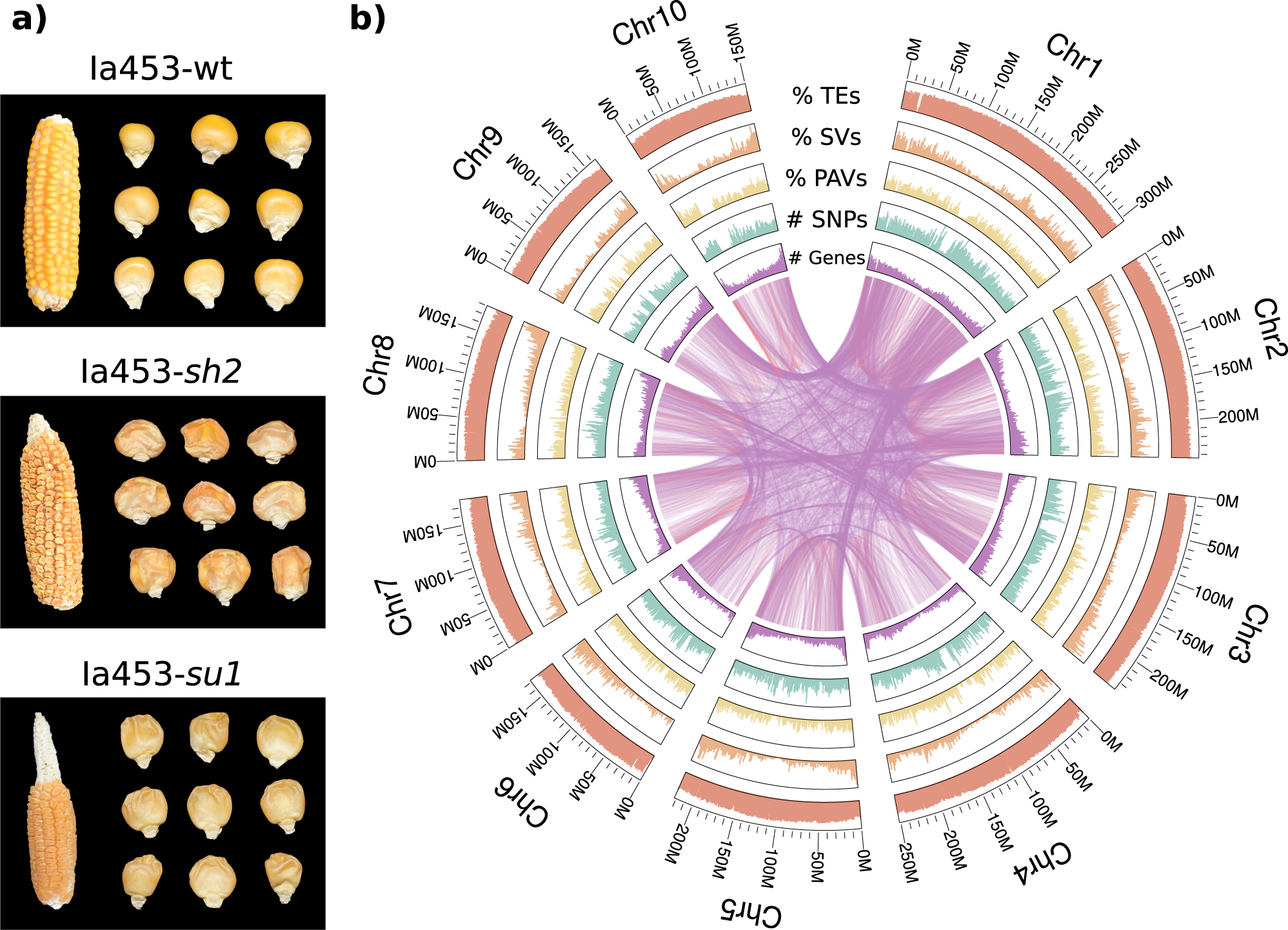 Genome assembly and population genomic analysis provide insights into the  evolution of modern sweet corn