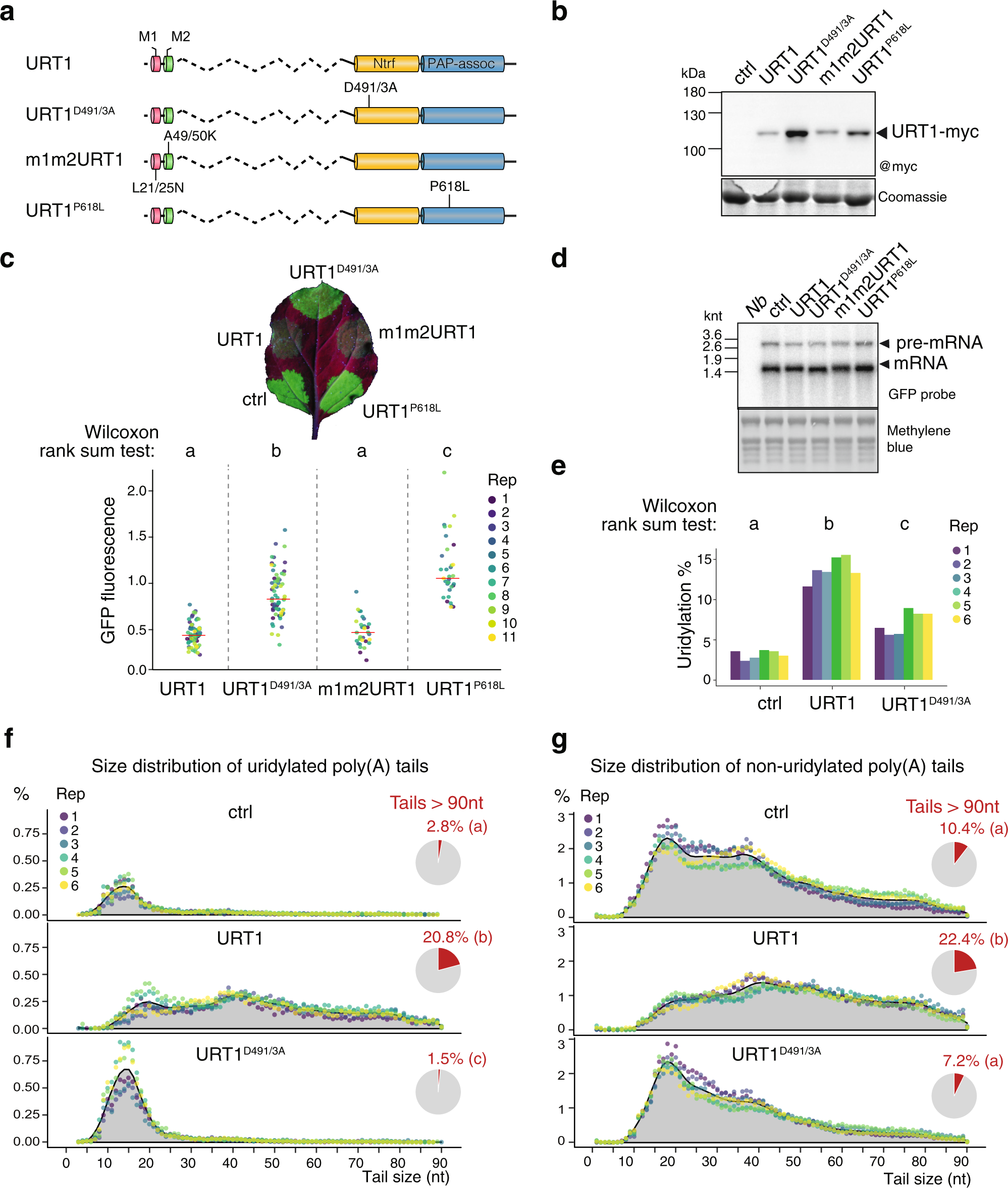 Fig. 3: Ectopic expression of URT1 remodels poly(A) tail profiles.