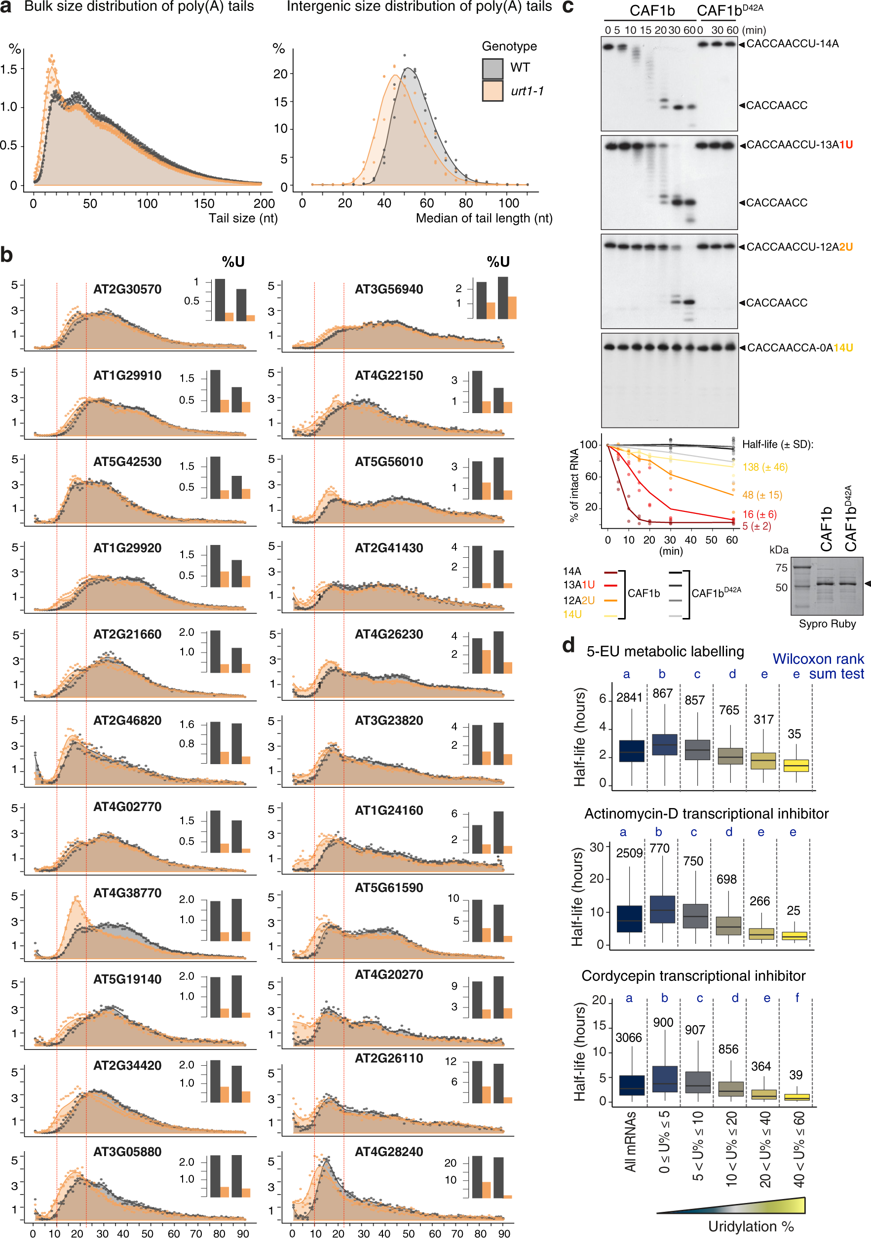 Fig. 5: URT1-mediated uridylation shapes poly(A) tails in Arabidopsis.