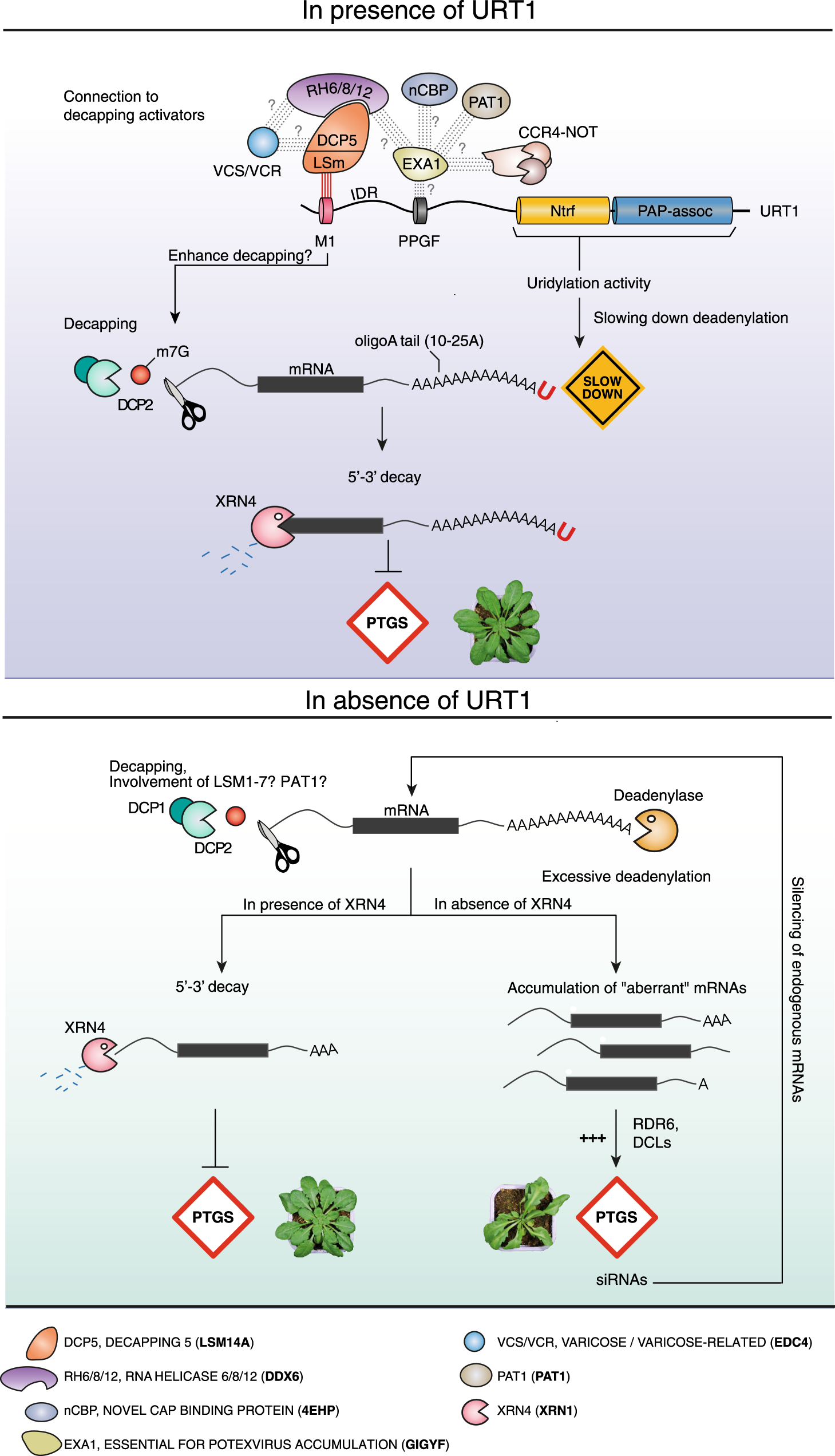 Fig. 7: Model of URT1 mode of action.