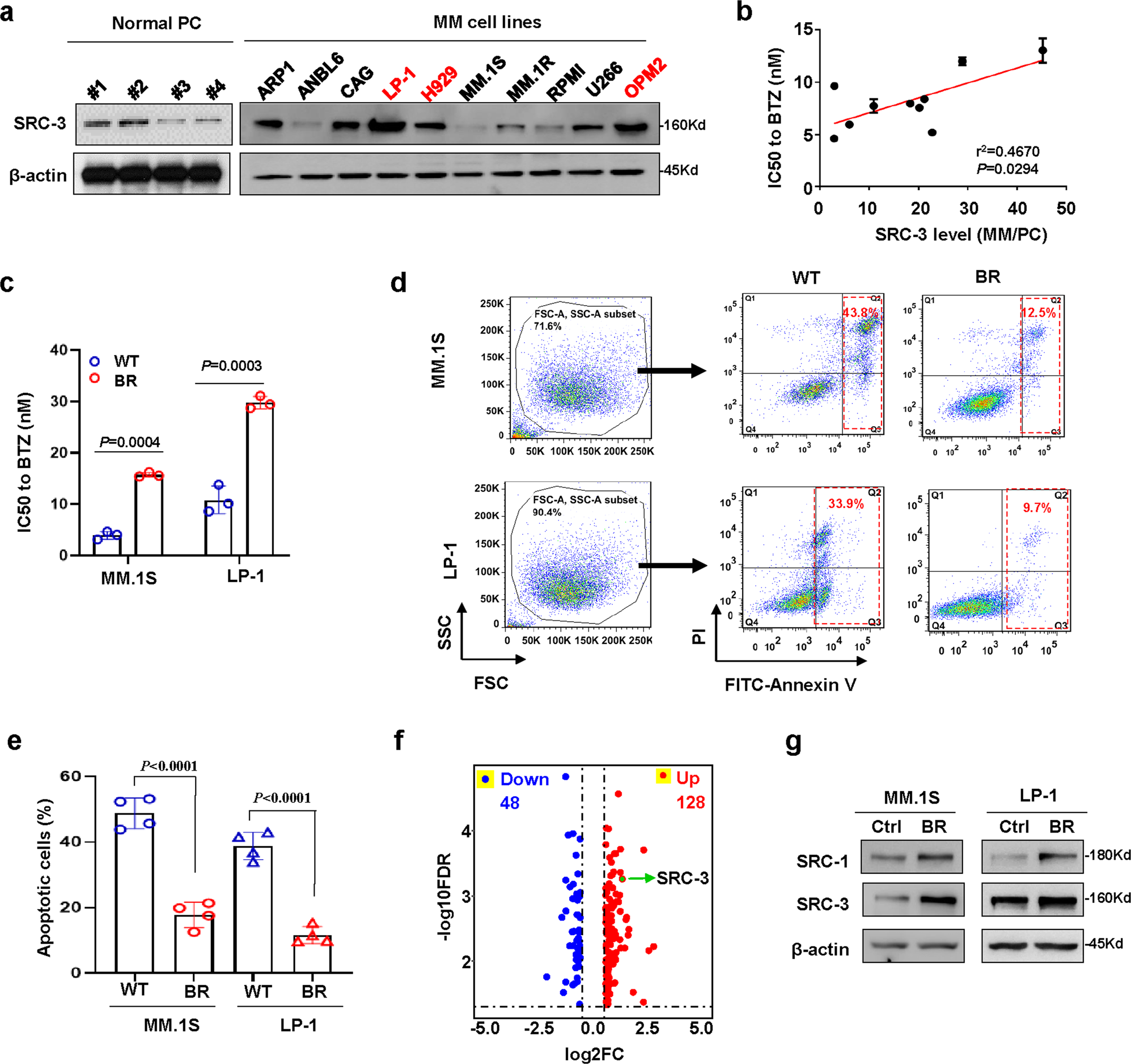 Fig. 2: SRC-3 enhances drug resistance to proteasome inhibitor in myeloma cells.