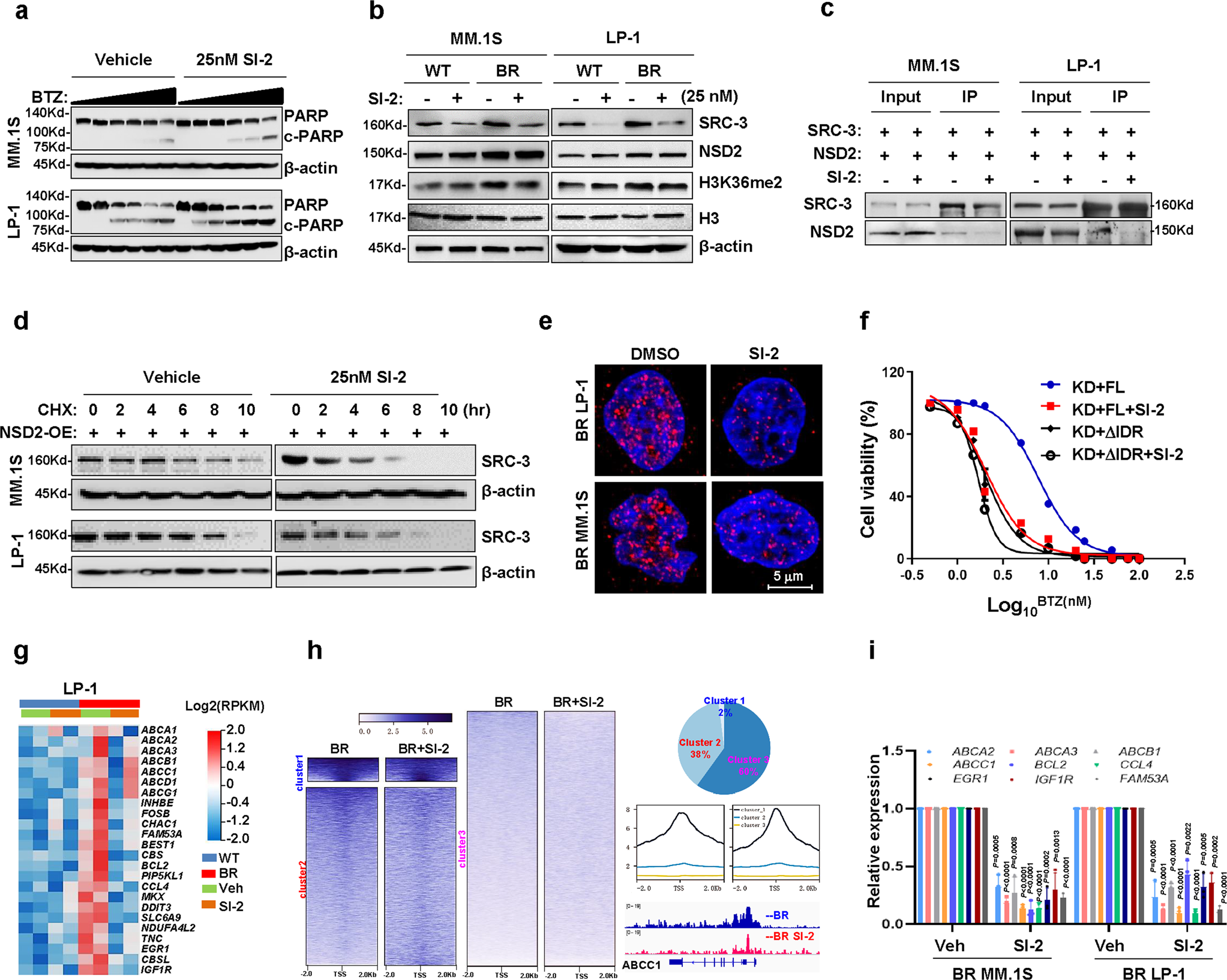 Fig. 6: SRC-3 inhibitor SI-2 abolishes NSD2/SRC-3 interaction and sensitizes BTZ treatment in myeloma cells.