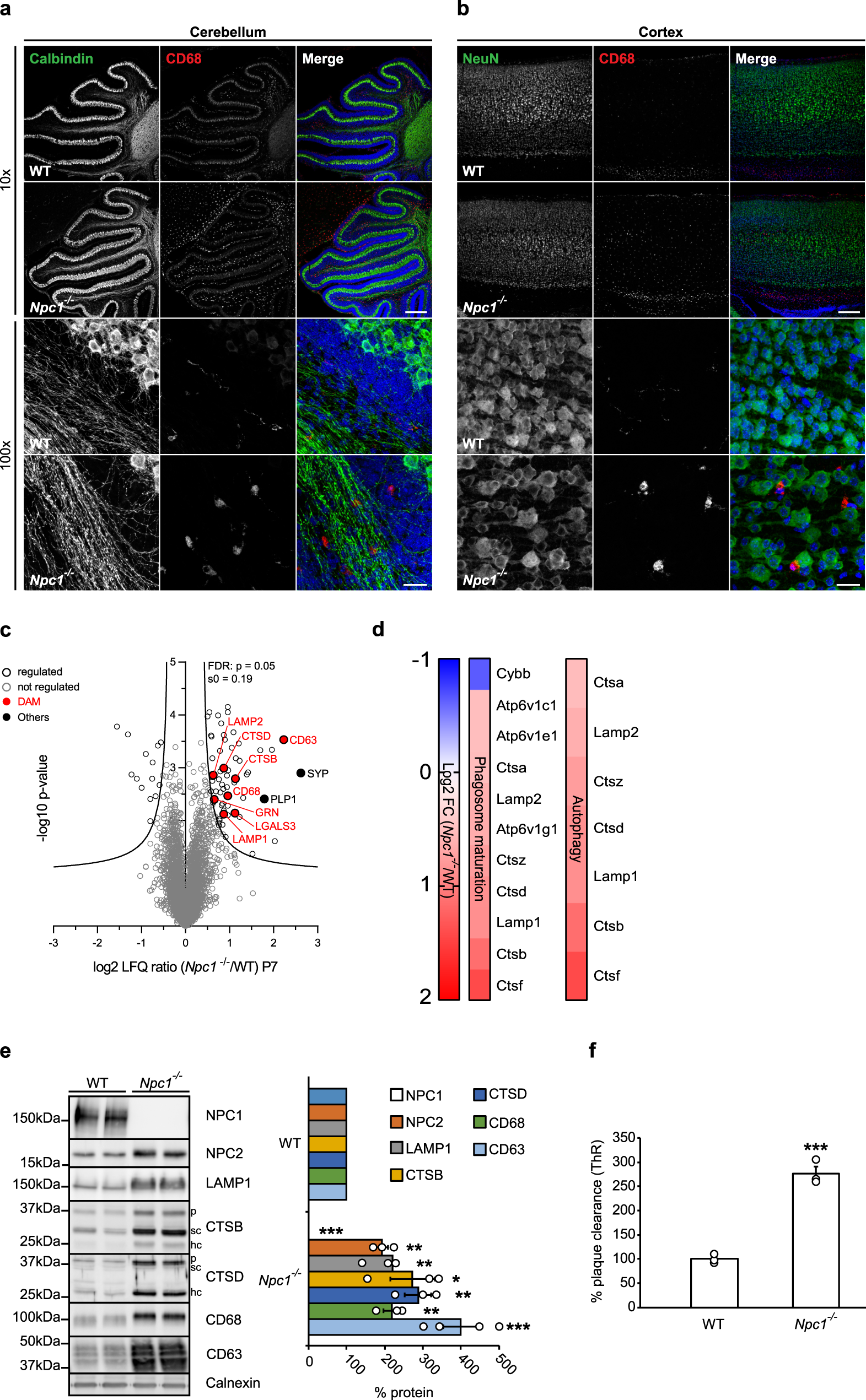 Fig. 2: Switch in microglial proteomic signatures and increased phagocytosis occur already in pre-symptomatic Npc1−/− mice and precede neuronal loss.